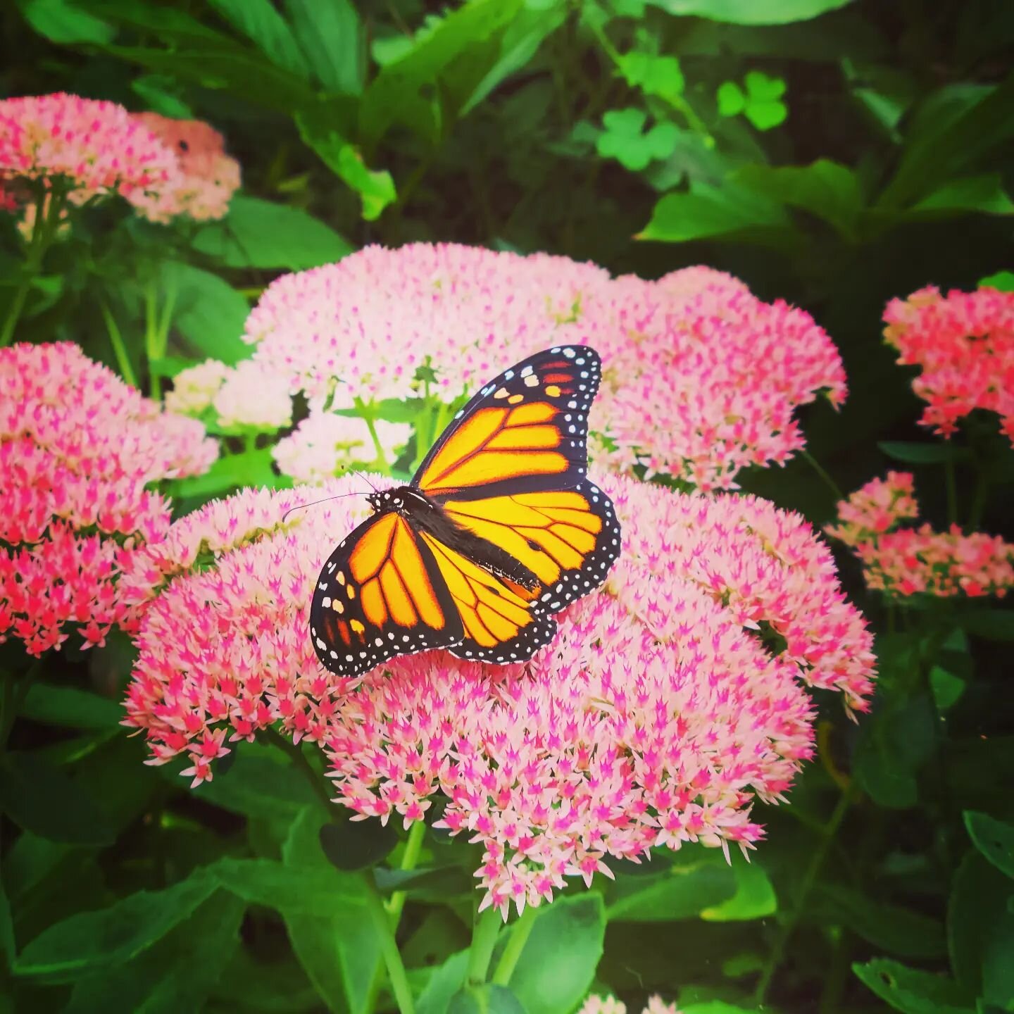 The Migrating Monarch Butterfly is back on the endangered species list.  Monarch butterflies only lay their eggs on milkweed so please don't pull it up.  Monarchs migrate almost 3,000 miles.  Pretty far for a little creature.  With the same weight to