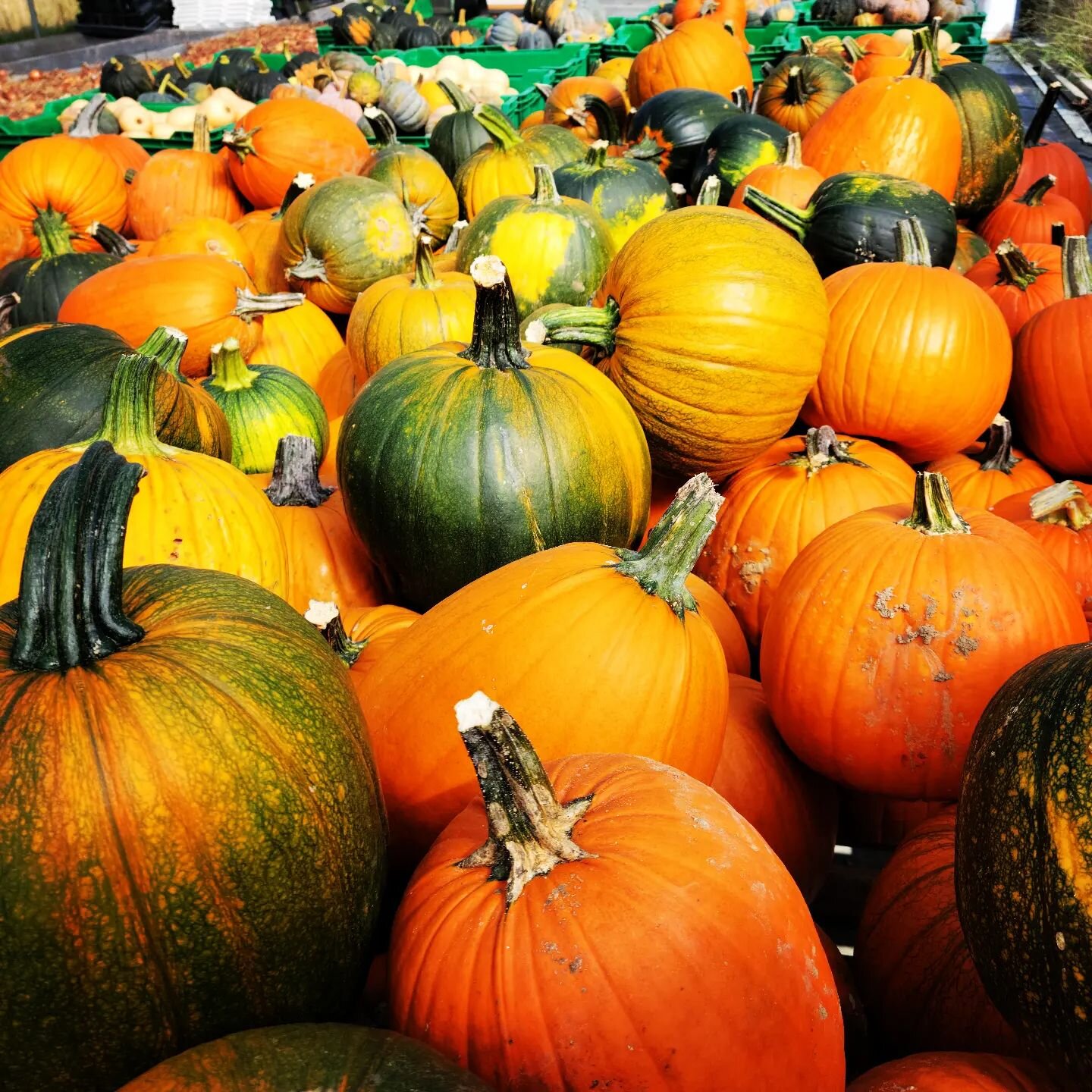 Fall is almost here!  So much abundance. 

#pumpkin #wintersquash #heavylifting #jackolantern #certifiedorganic #mofga