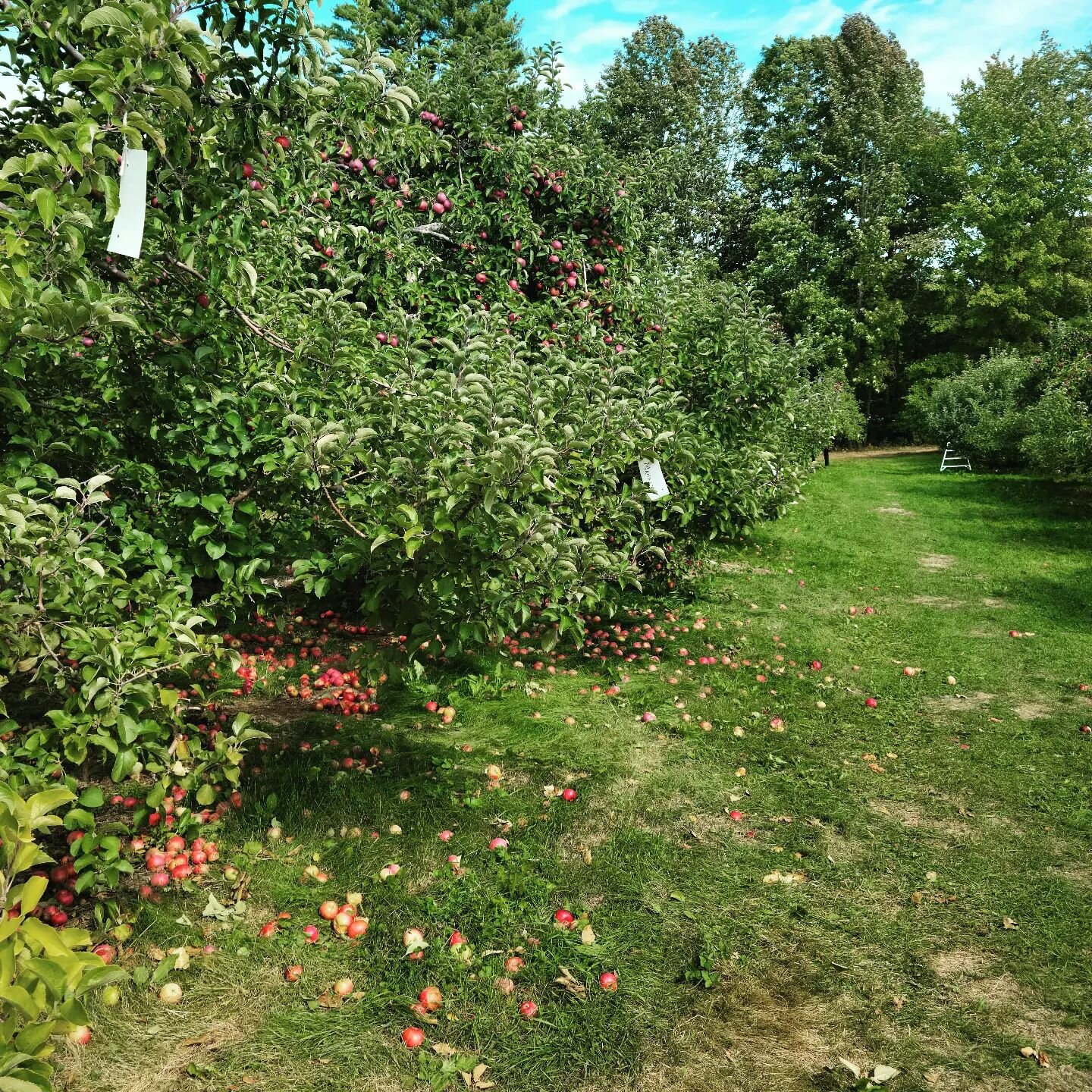 We are looking forward to purchasing our own land and planting an orchard.  Today at Bailey Orchard was just more fuel to energize us.  It was an awesome day with our family.  The day just flowed and the vibe was great. 

#chill #relax #nature #energ