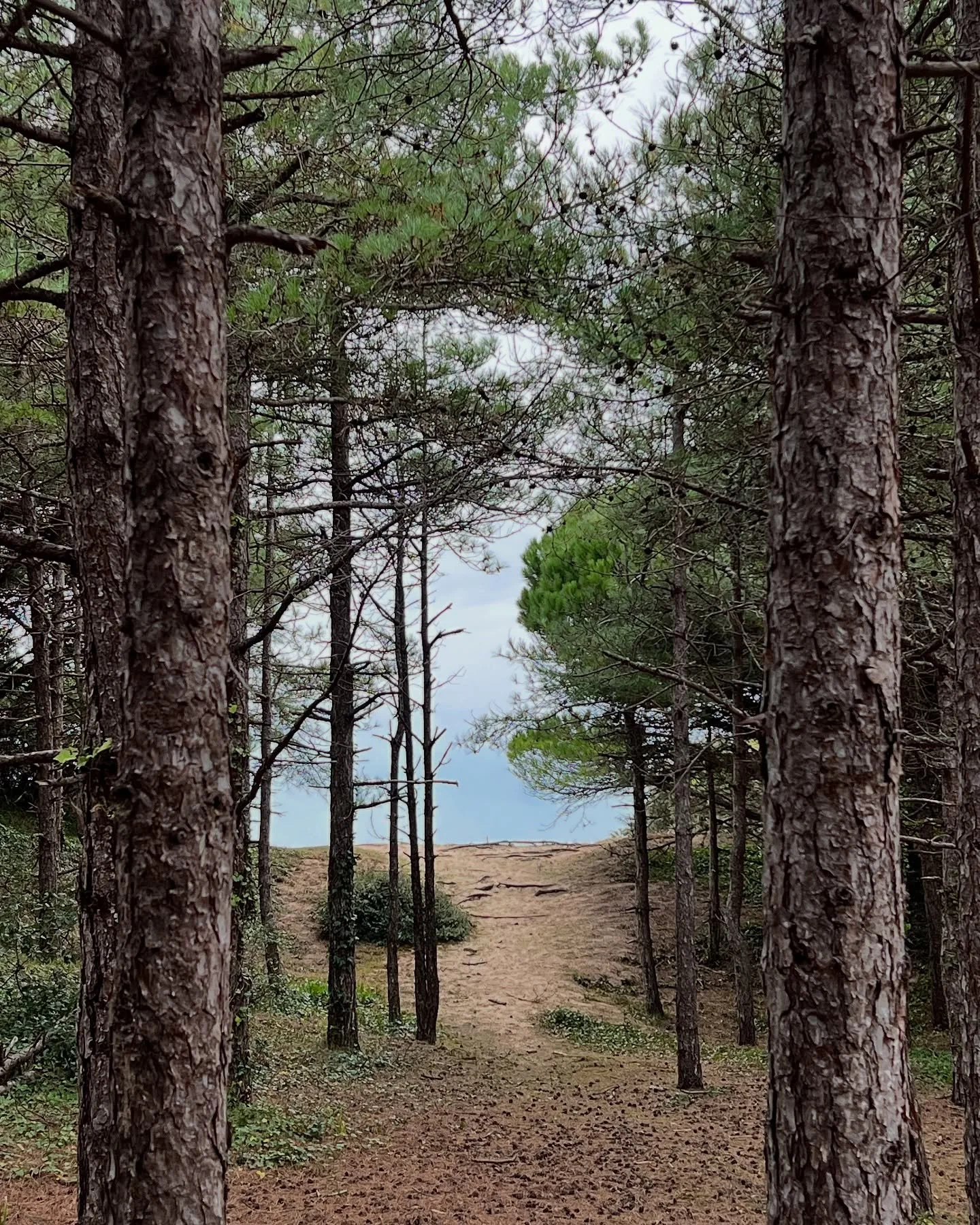 En ce moment, je r&eacute;alise une commande de 400 pi&egrave;ces pour un restaurant &agrave; Marseille. (👋🏽 @lorisdevaucelles @hedo.design.fr )J&rsquo;utilise le gr&egrave;s des Landes, une argile vivante et naturelle. 

Pas de m&eacute;lange, pas