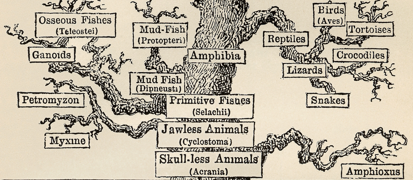 cropped Tree_of_life_by_Haeckel.jpg