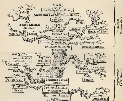 Tree_of_life_by_Haeckel crop2.jpg