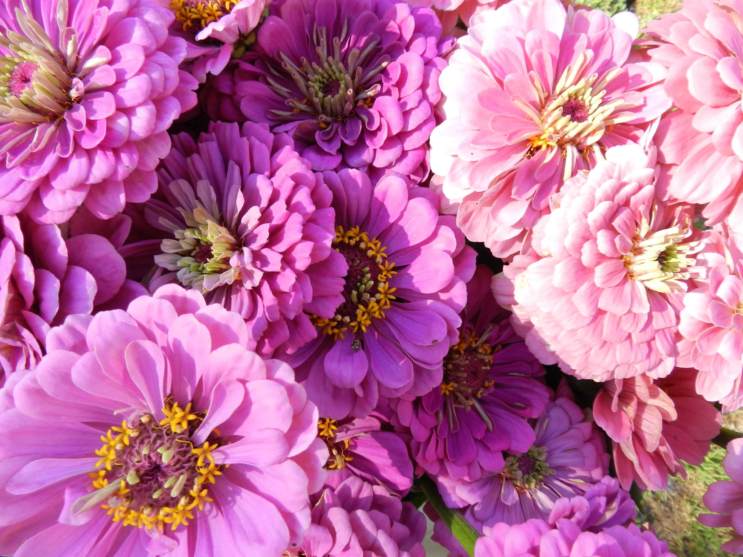 Zinnias