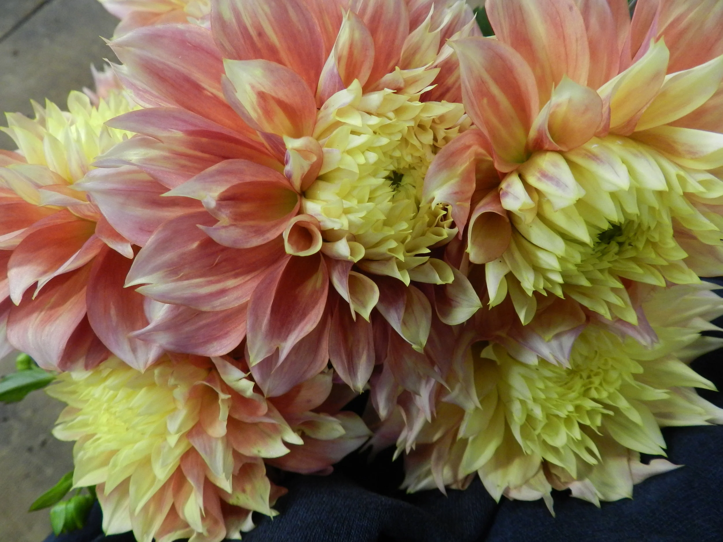 DSCN0106.JPG