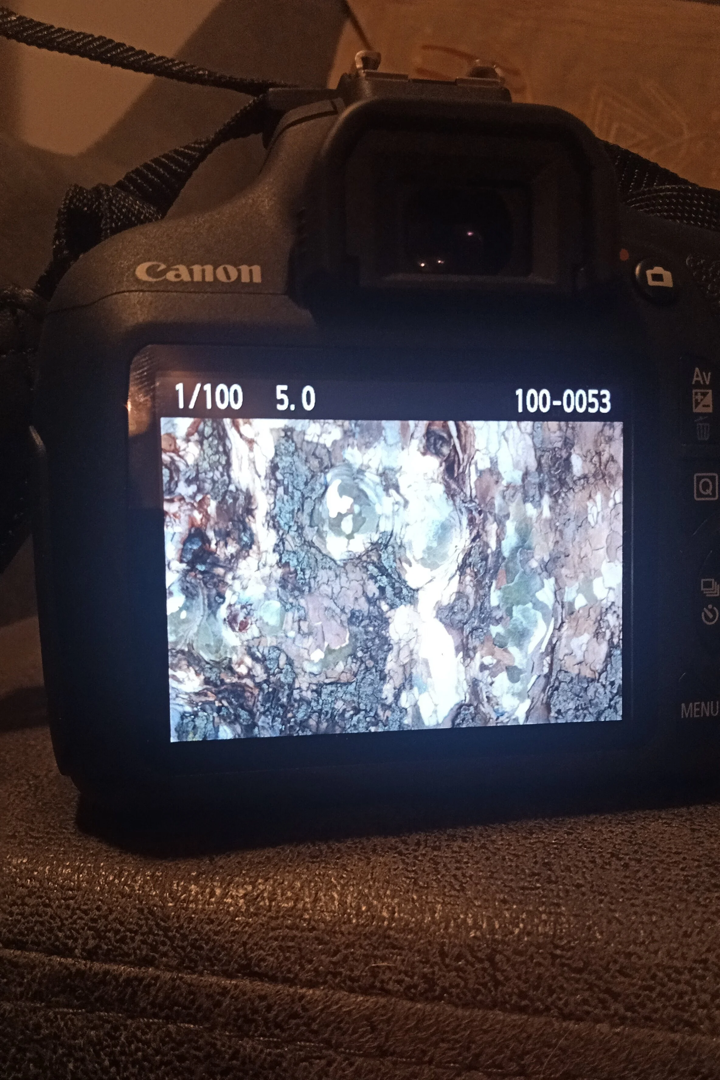 Magically colorful and complexly textured tree bark