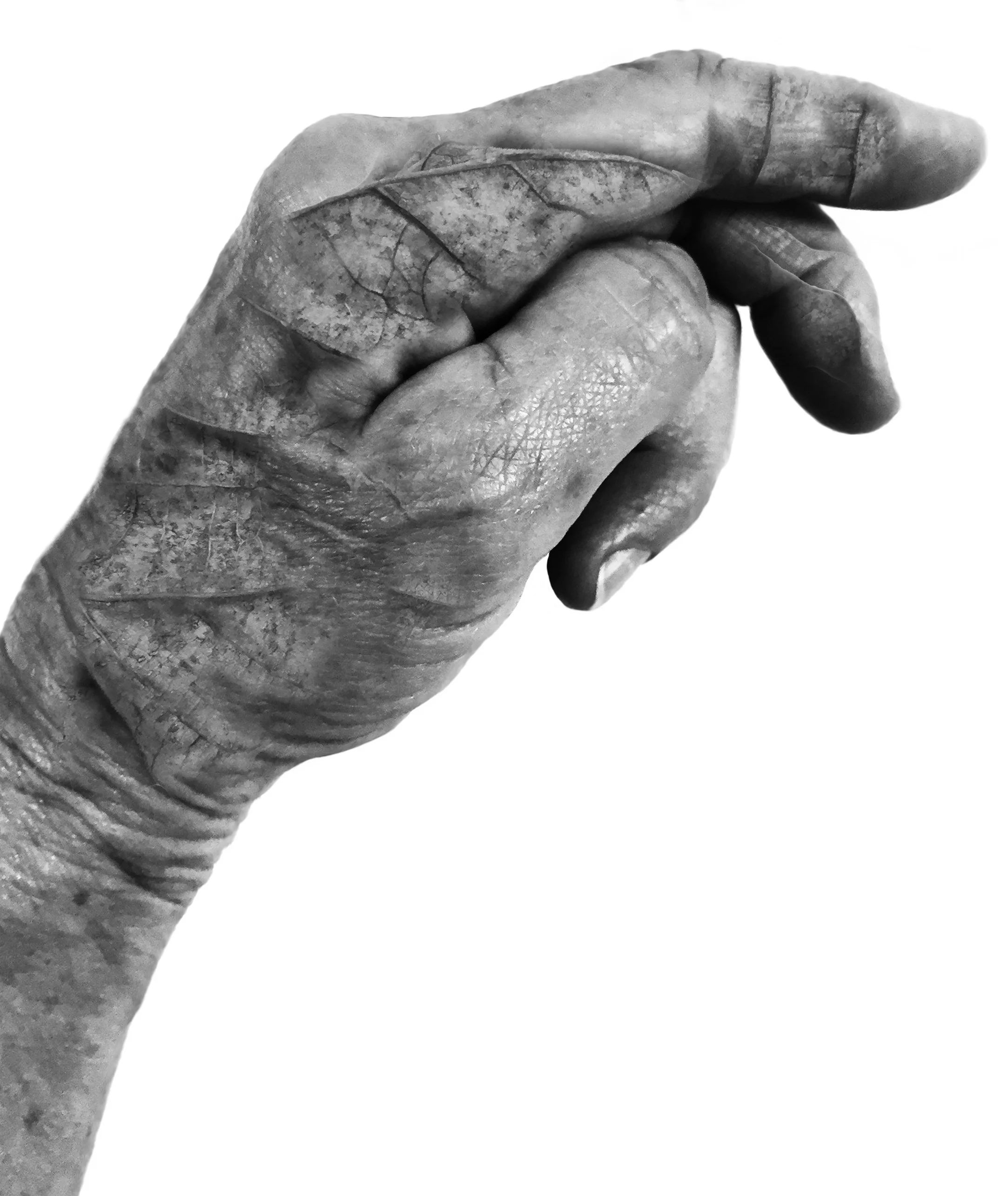 HandOtherSide_leaf_finger_24x30shrp.jpg