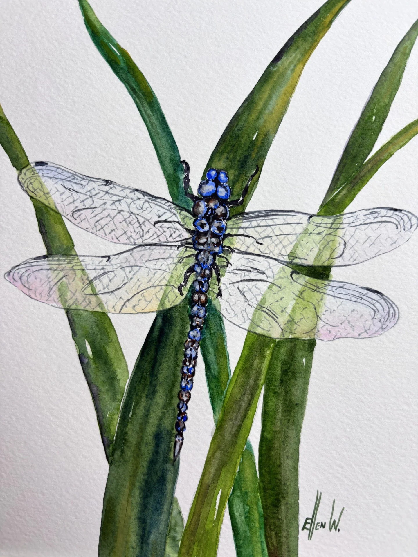dragonfly.jpg
