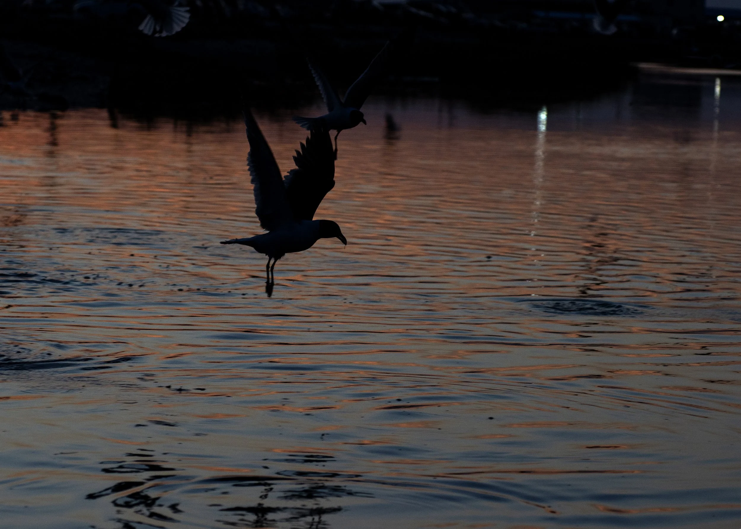 _DSC6252 copyb.jpg