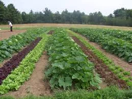 Rogersville Farm Co-op Photo: nbfoodsecurity.ca