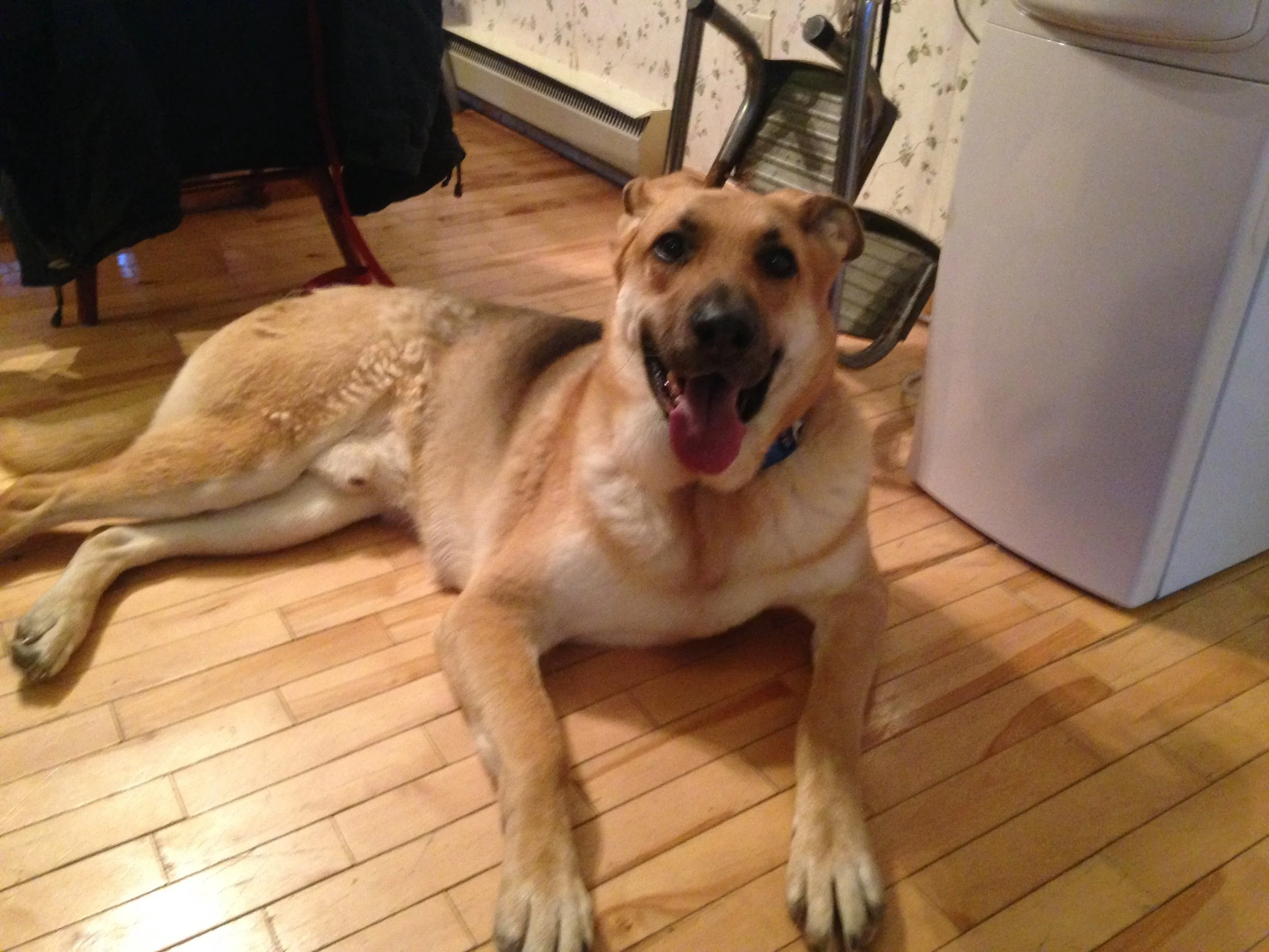 Squix was one quirky dog