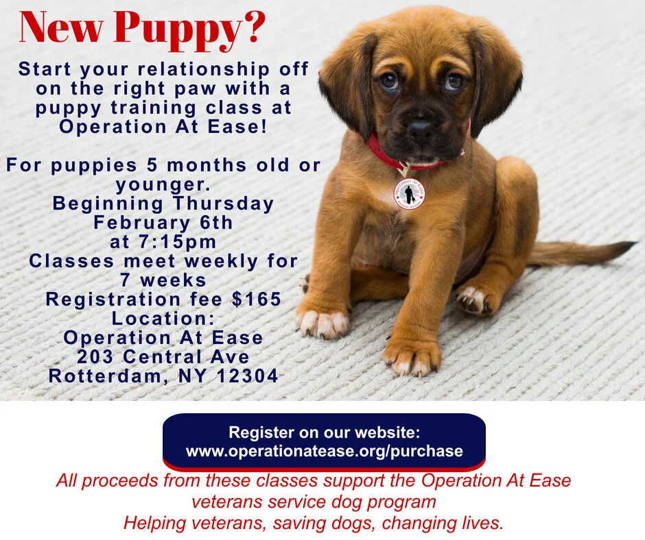 Training Programs Ptsd Dog Training Near Me Training Programs - Main Image