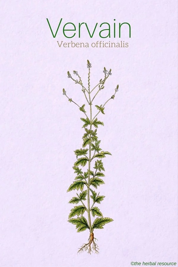 vervain for reading.jpg