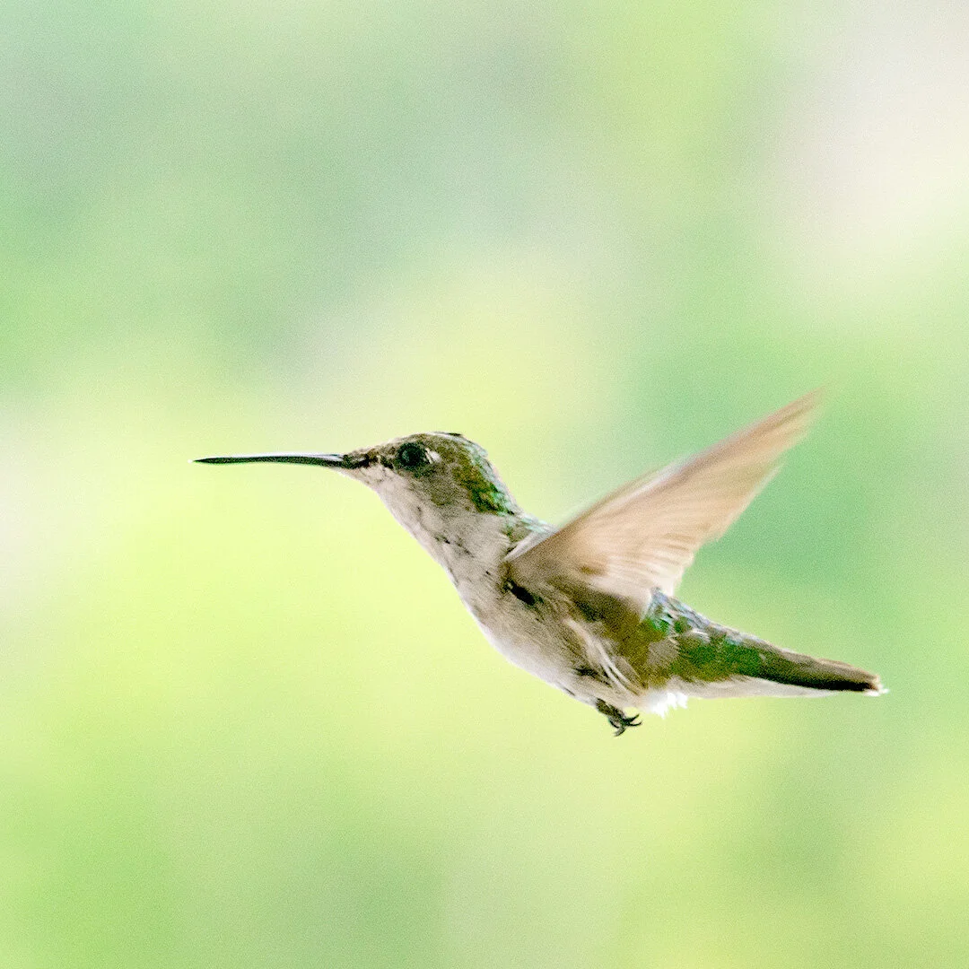 Hummingbird.jpg