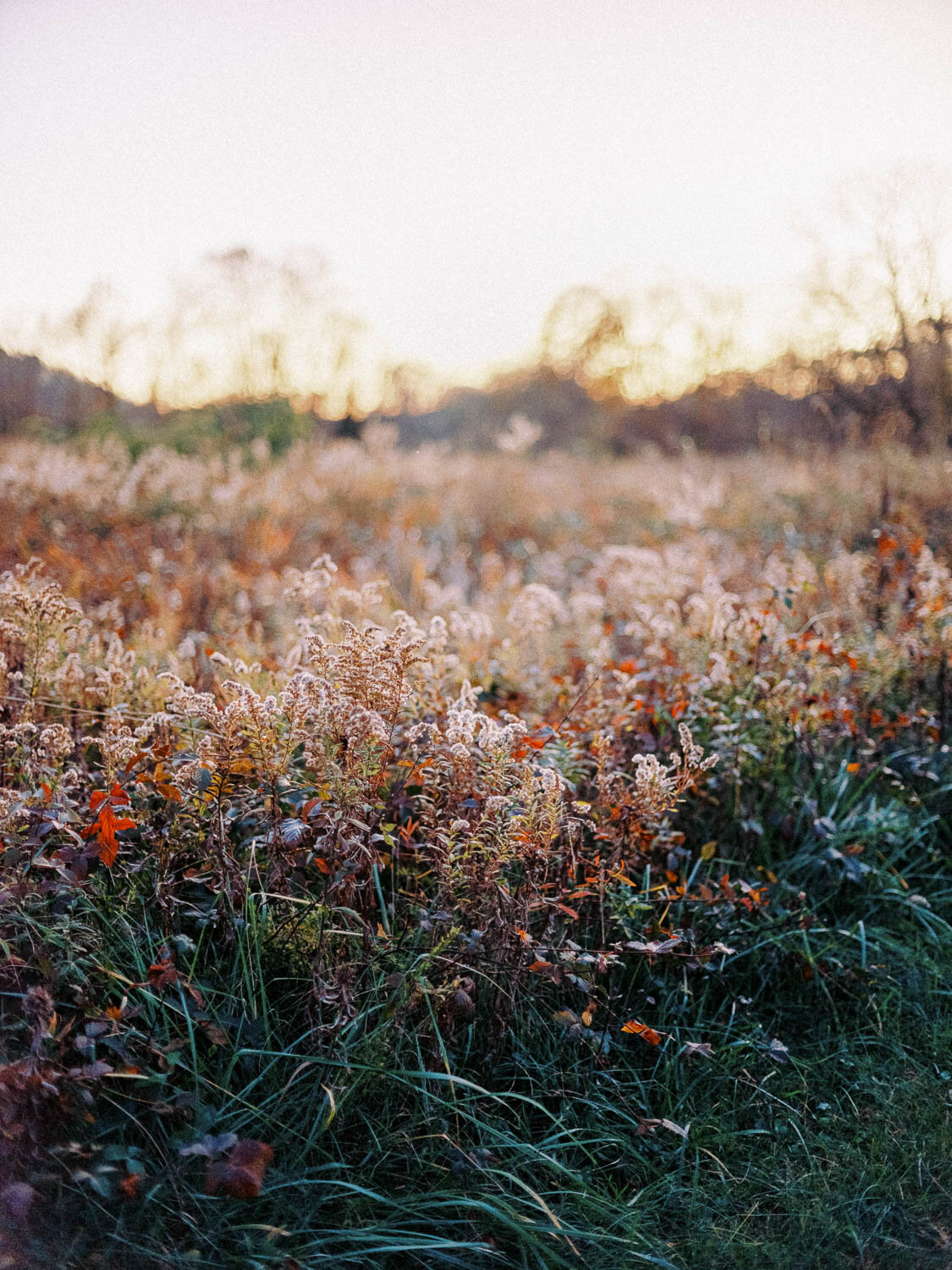 portra-800-film-fall-foliage-charlottesville-virginia.jpg