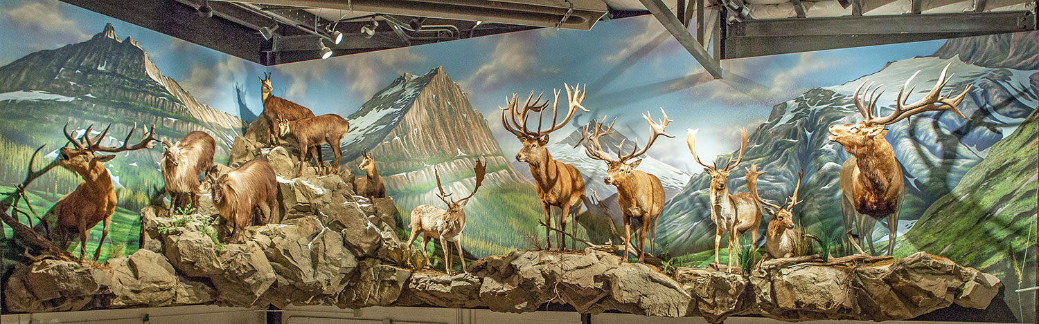 Mural Diorama on Location for Private Residence