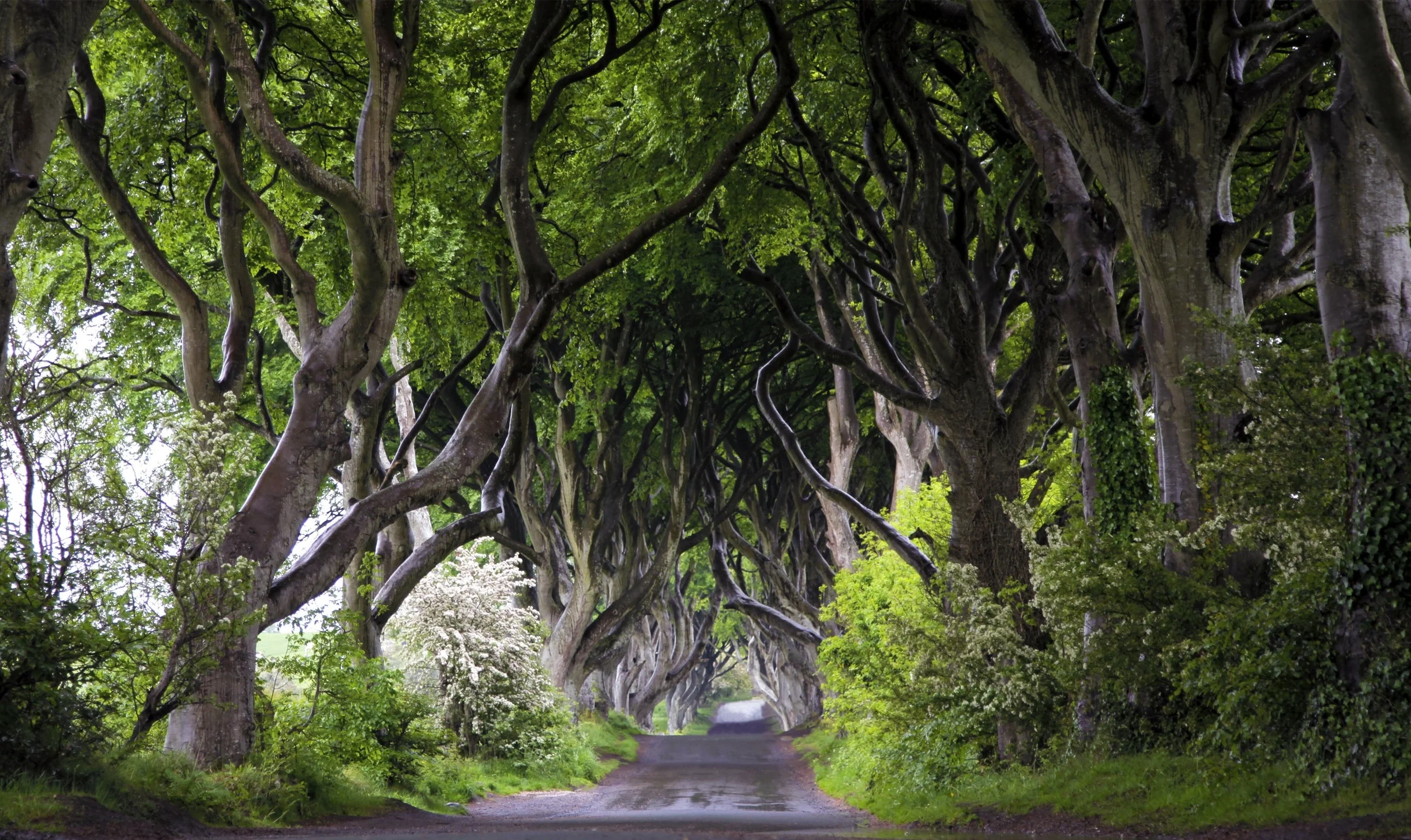 Dark Hedges.jpg