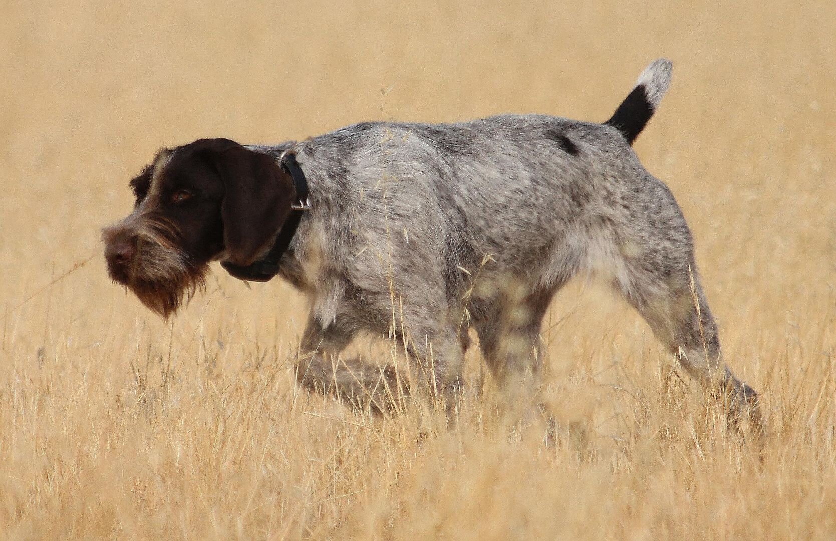 cedarbrook german wirehaired pointers
