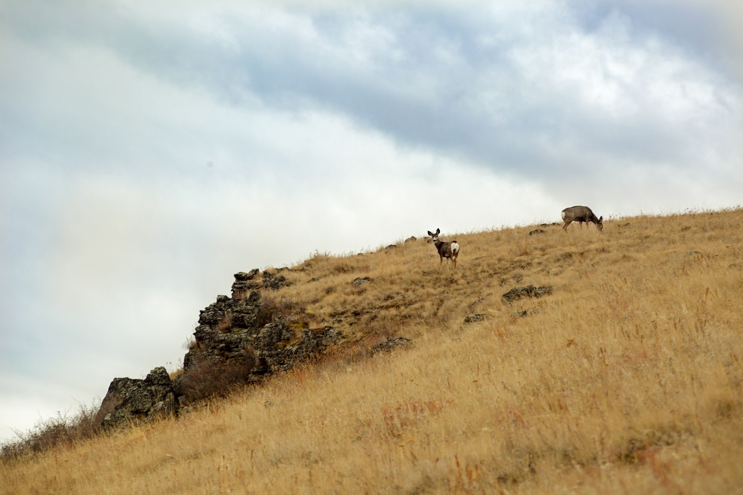 Deer at Harsen Butte