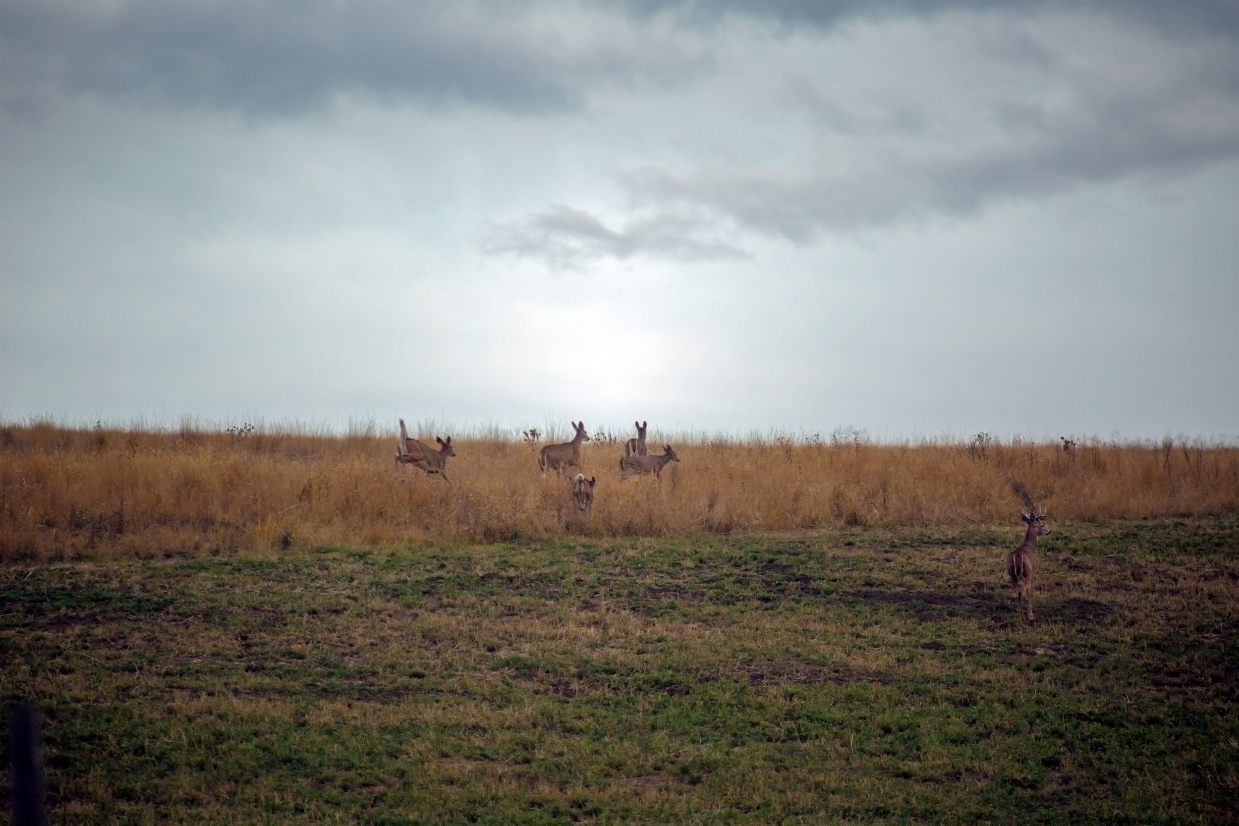 Deer on Zumwalt Prairie