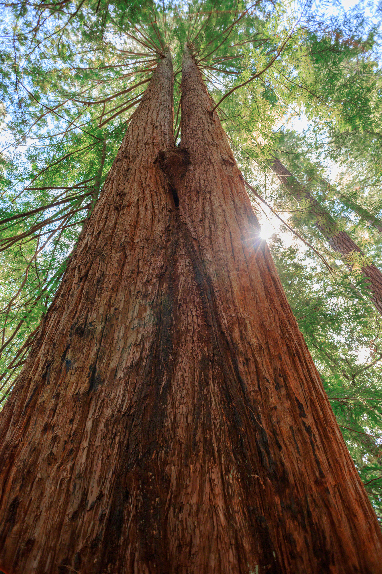 Oregon Redwoods