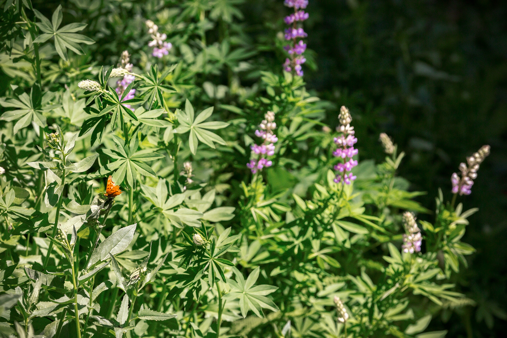 Butterfly-On-Mt.-Ashland.jpg