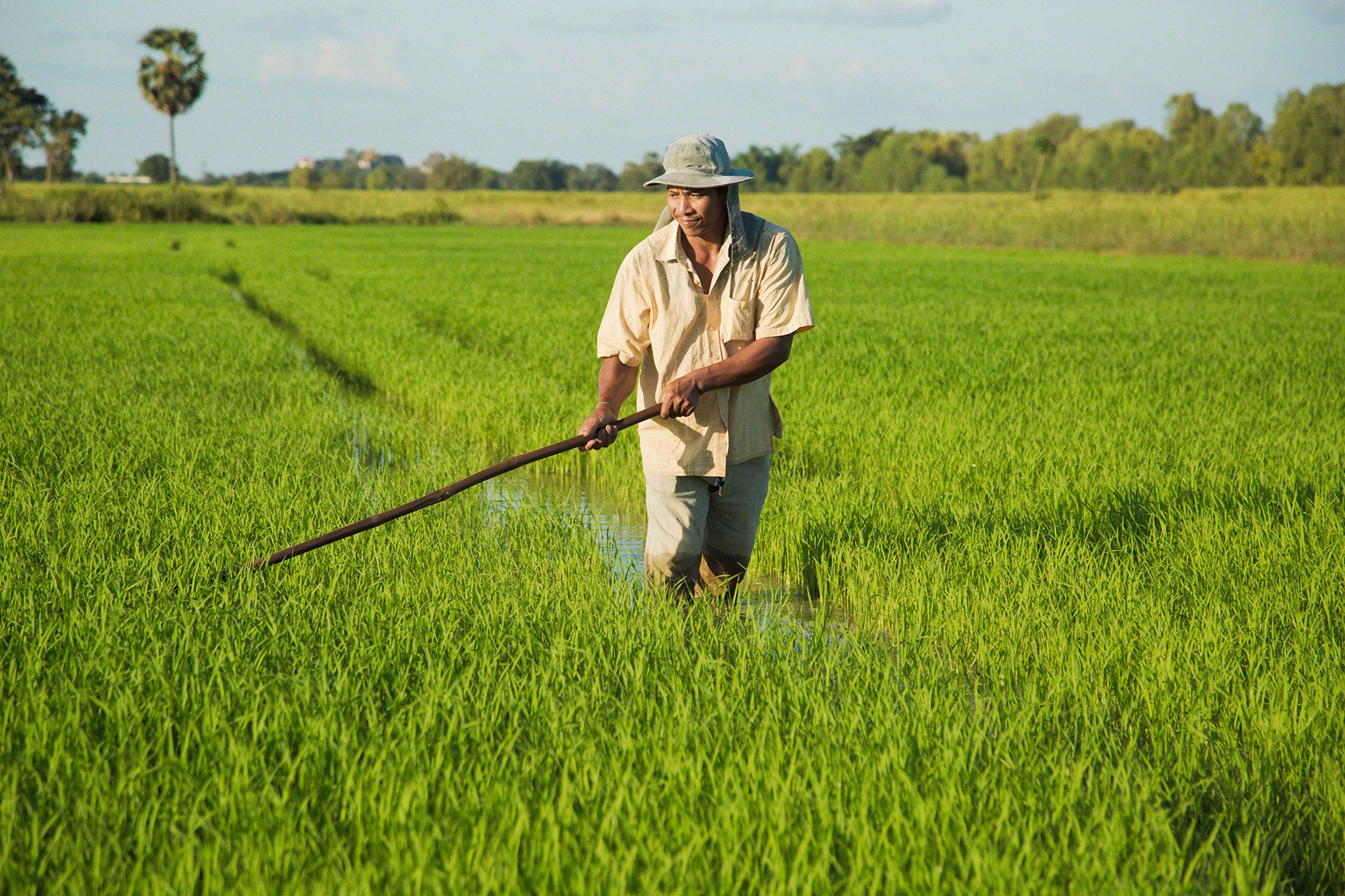 Rice Planter - Battambang, Cambodia