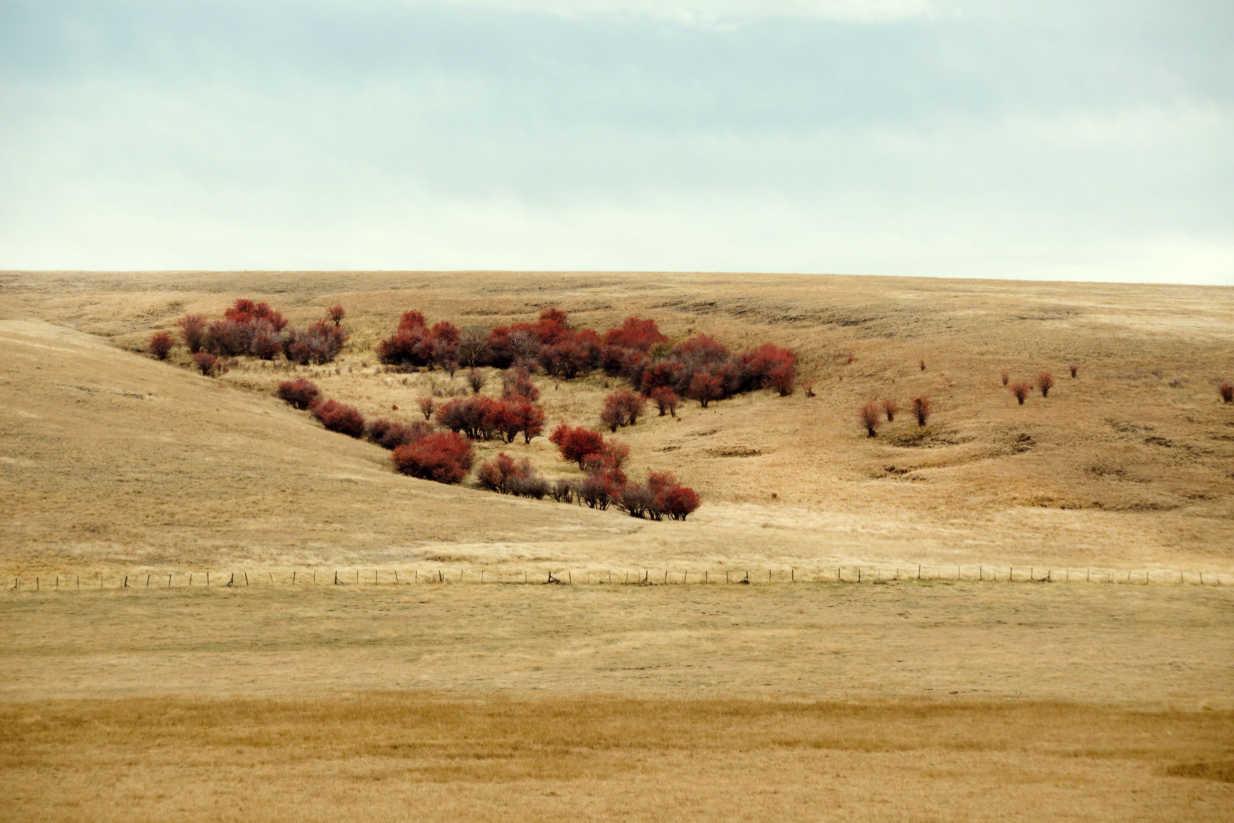 Zumwalt Prairie - Eastern Oregon