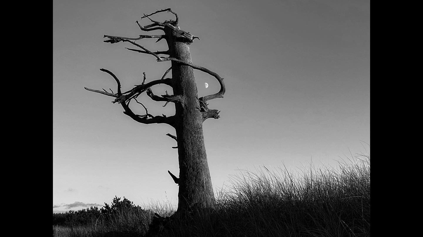 Lewis and Clarke Tree - Long Beach, Washington