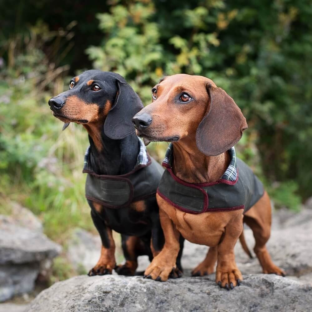 winter coats for miniature dachshunds