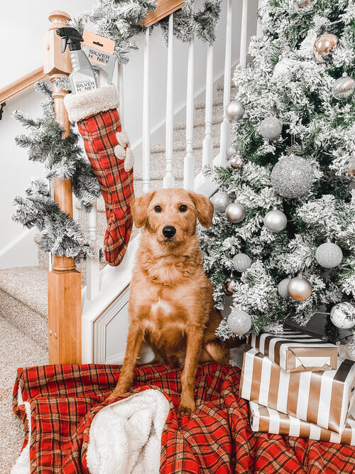 The Ultimate 2020 Holiday Gift Guide for Dog-Lovers