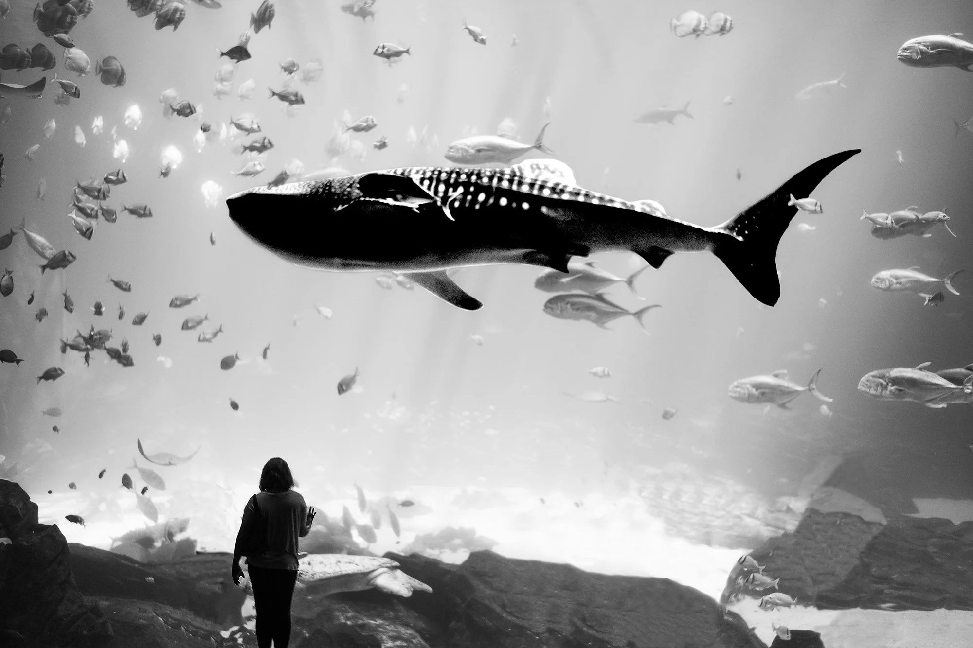 Lady and Whale Shark at Georgia Aquarium, Atlanta, Georgia, USA