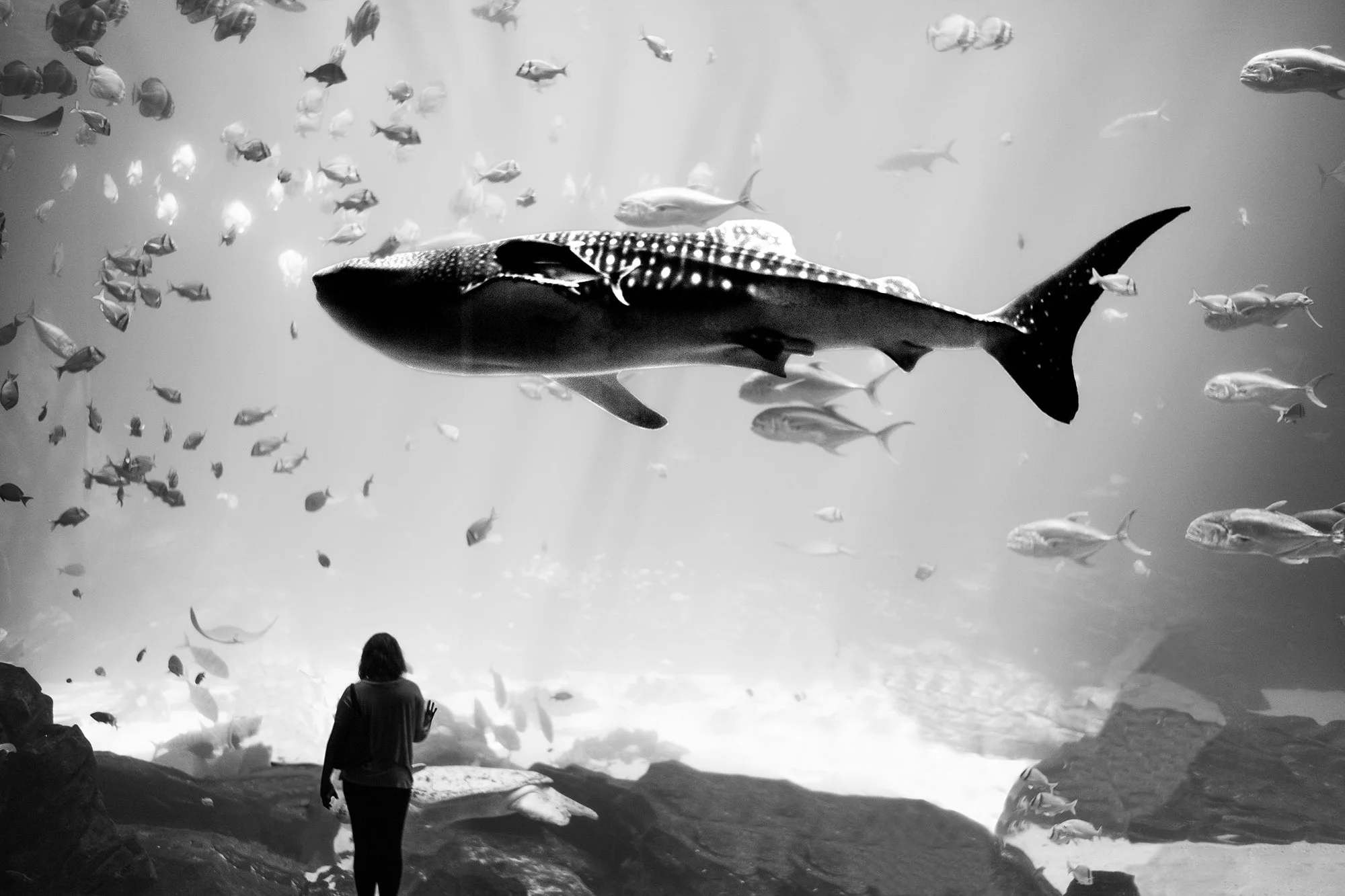 Lady and Whale Shark at Georgia Aquarium, Atlanta, Georgia, USA