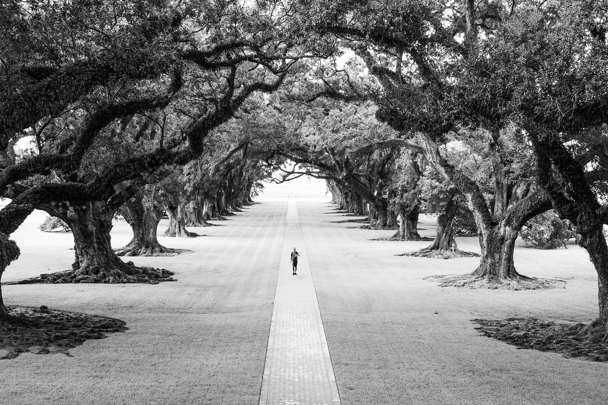 Man walking on Oak Alley Plantation, New Orleans, Louisiana, USA