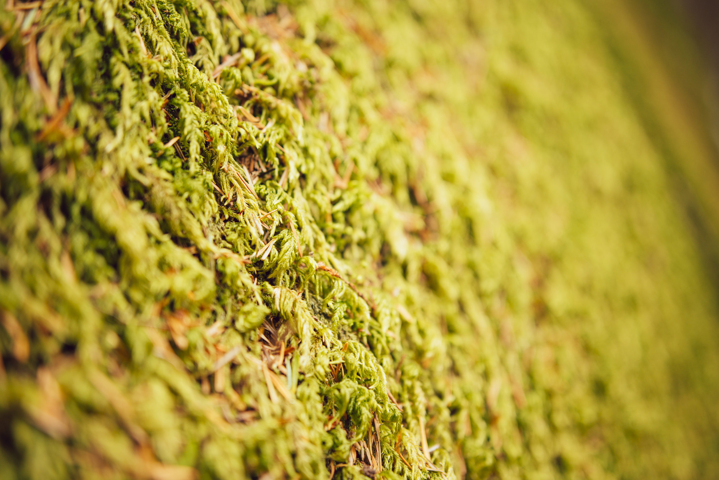 _V2A7169-5.jpg