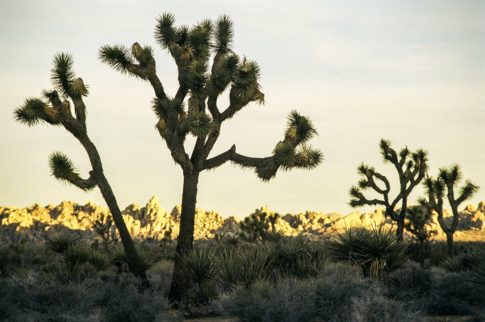 Hiking towards Ryan Mountain from the campground.