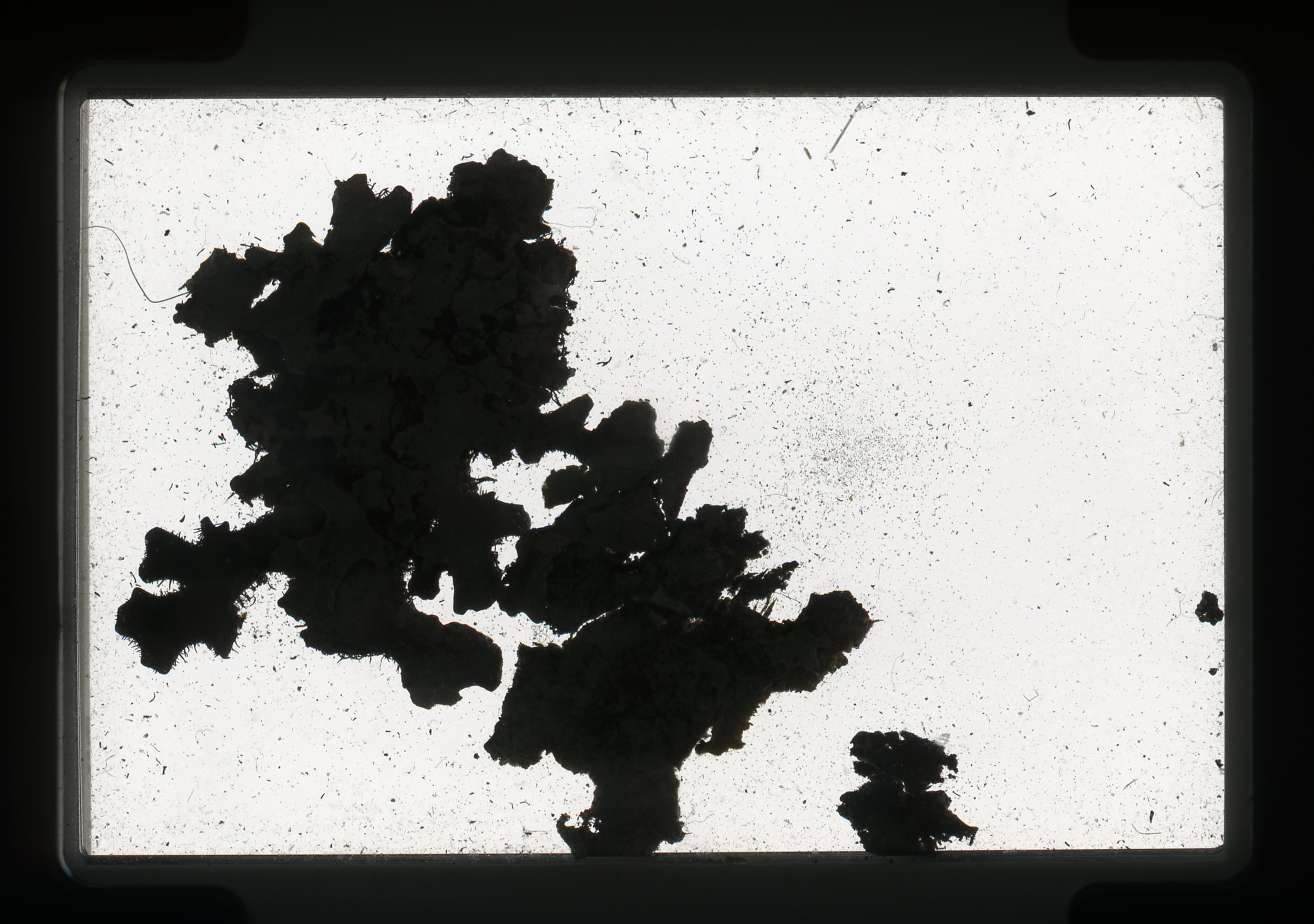 norway.43.pf.lichen.jpg