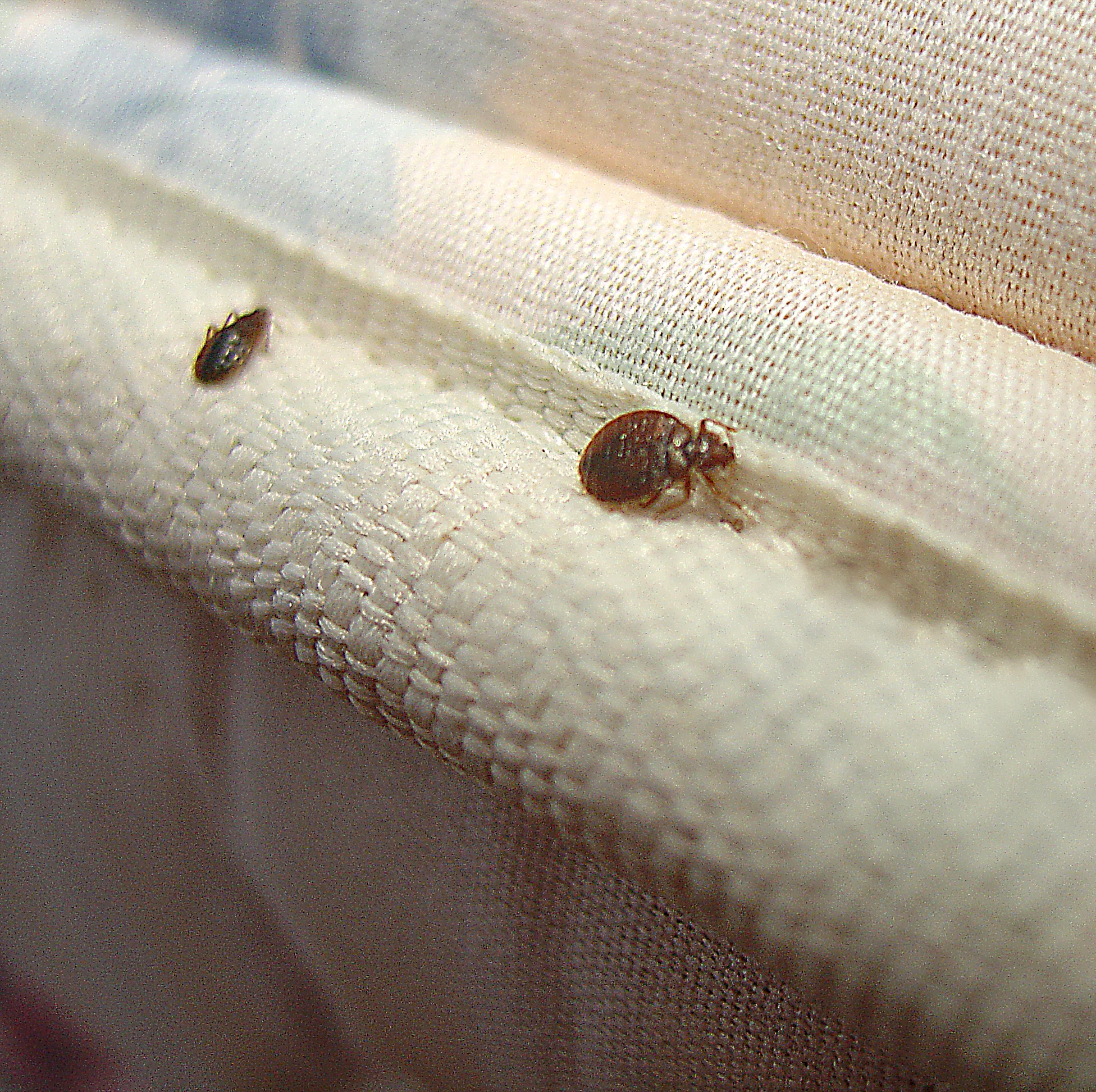 bed bugs.jpg
