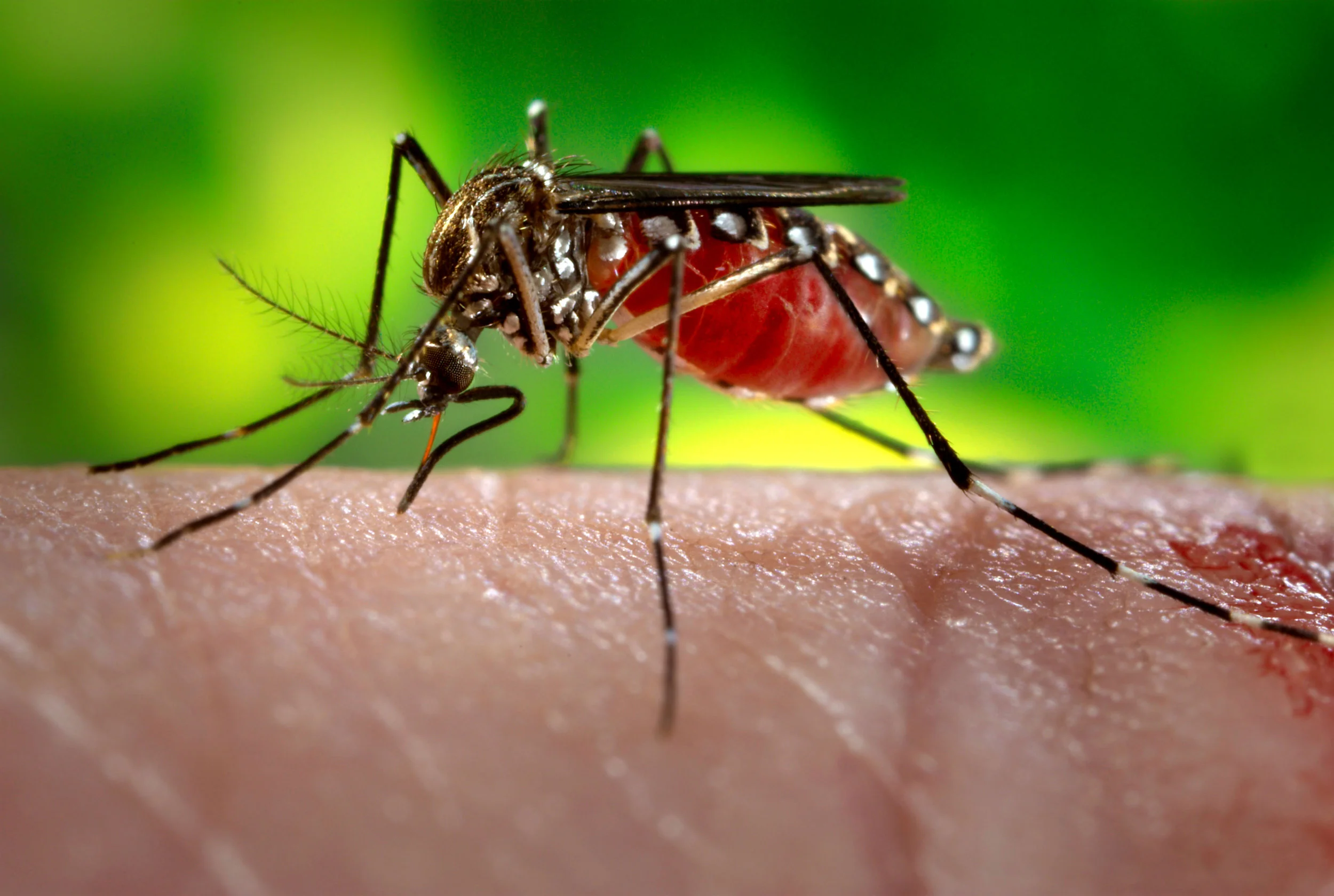 mosquito.jpg