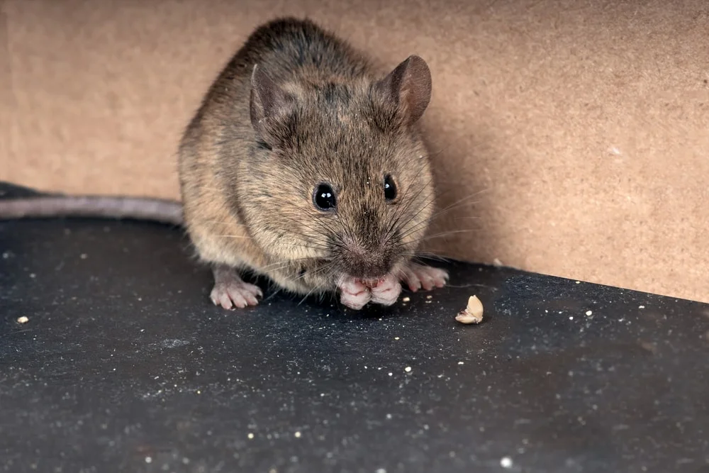 mice.jpg