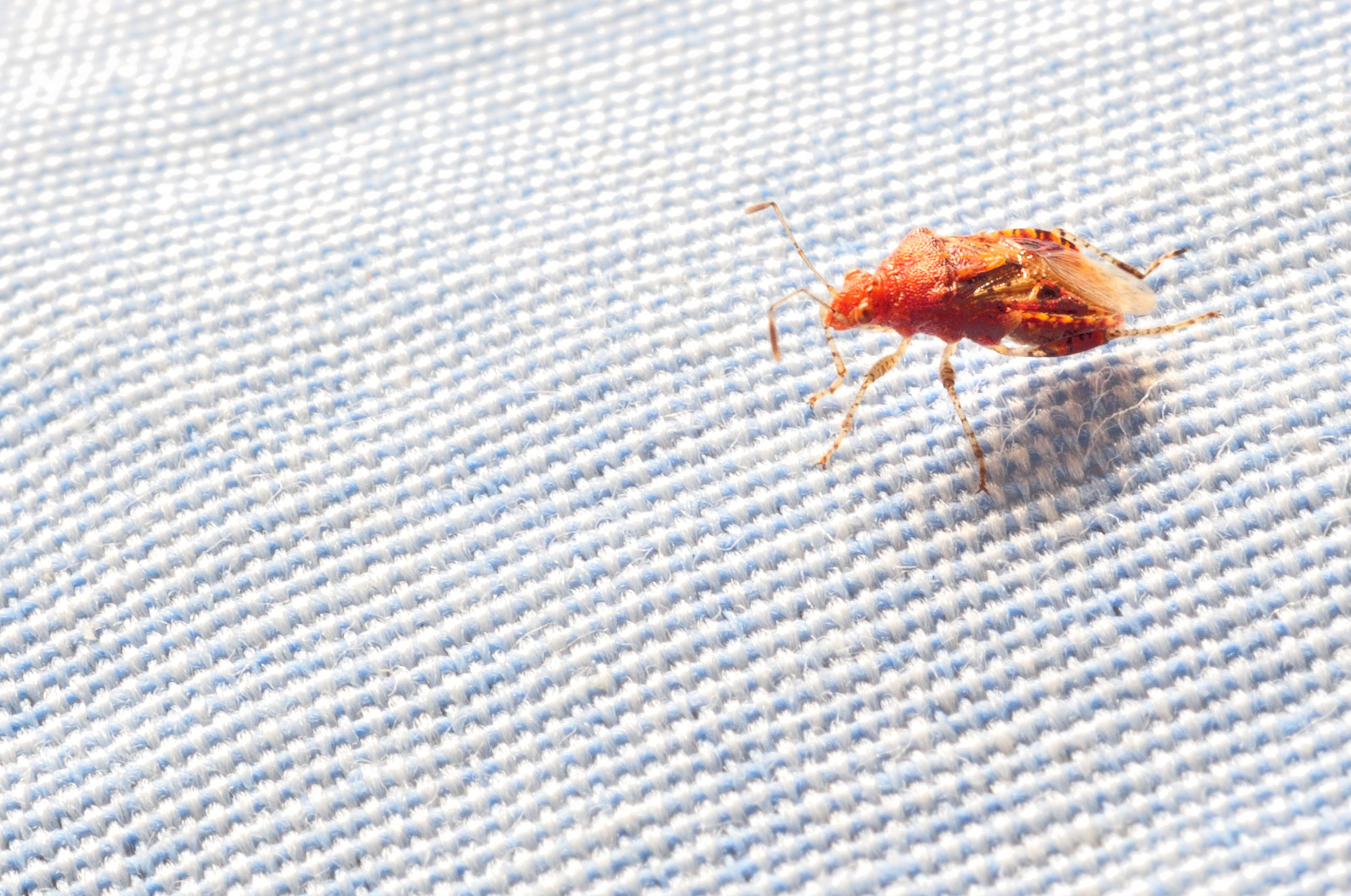 can you squish bed bugs can you squish bed bugs