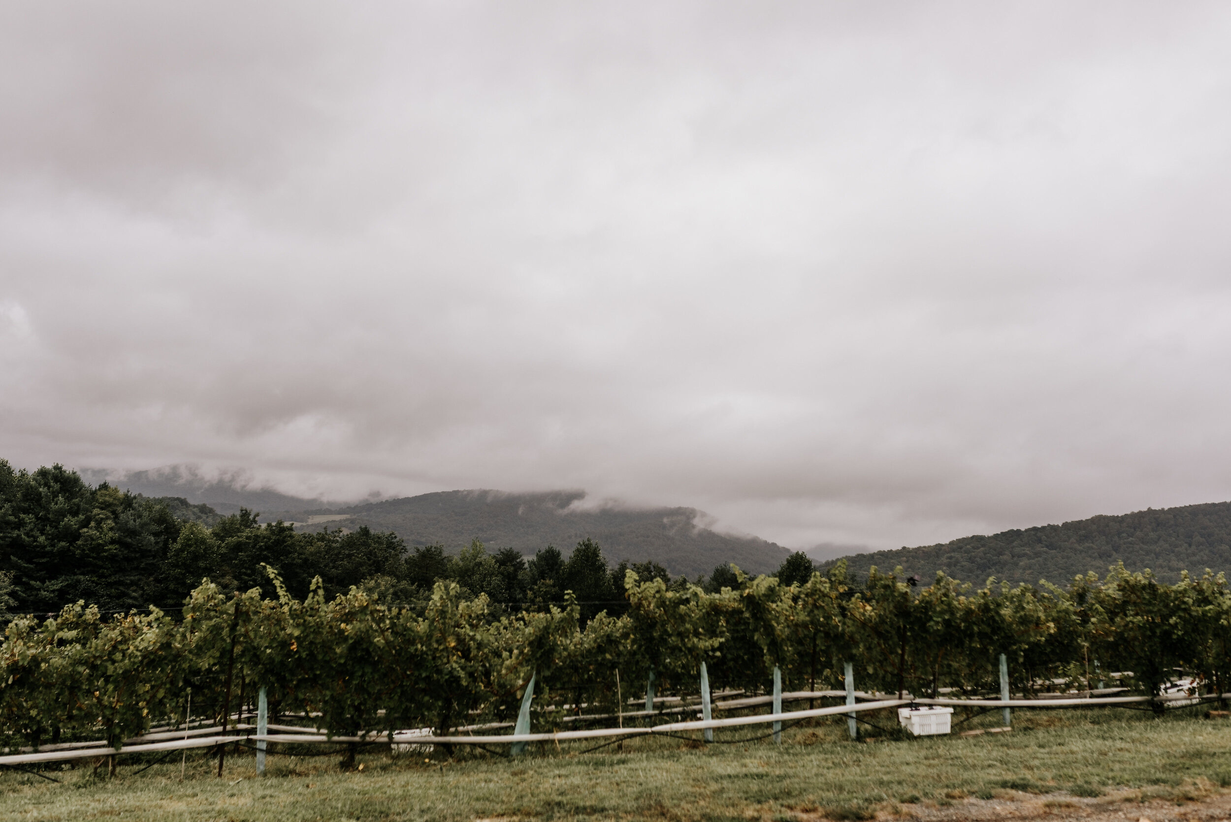 Allison_Nolan_Moss_Vineyards_Wedding_Charlottesville_Virginia_Photography_by_V_1.jpg