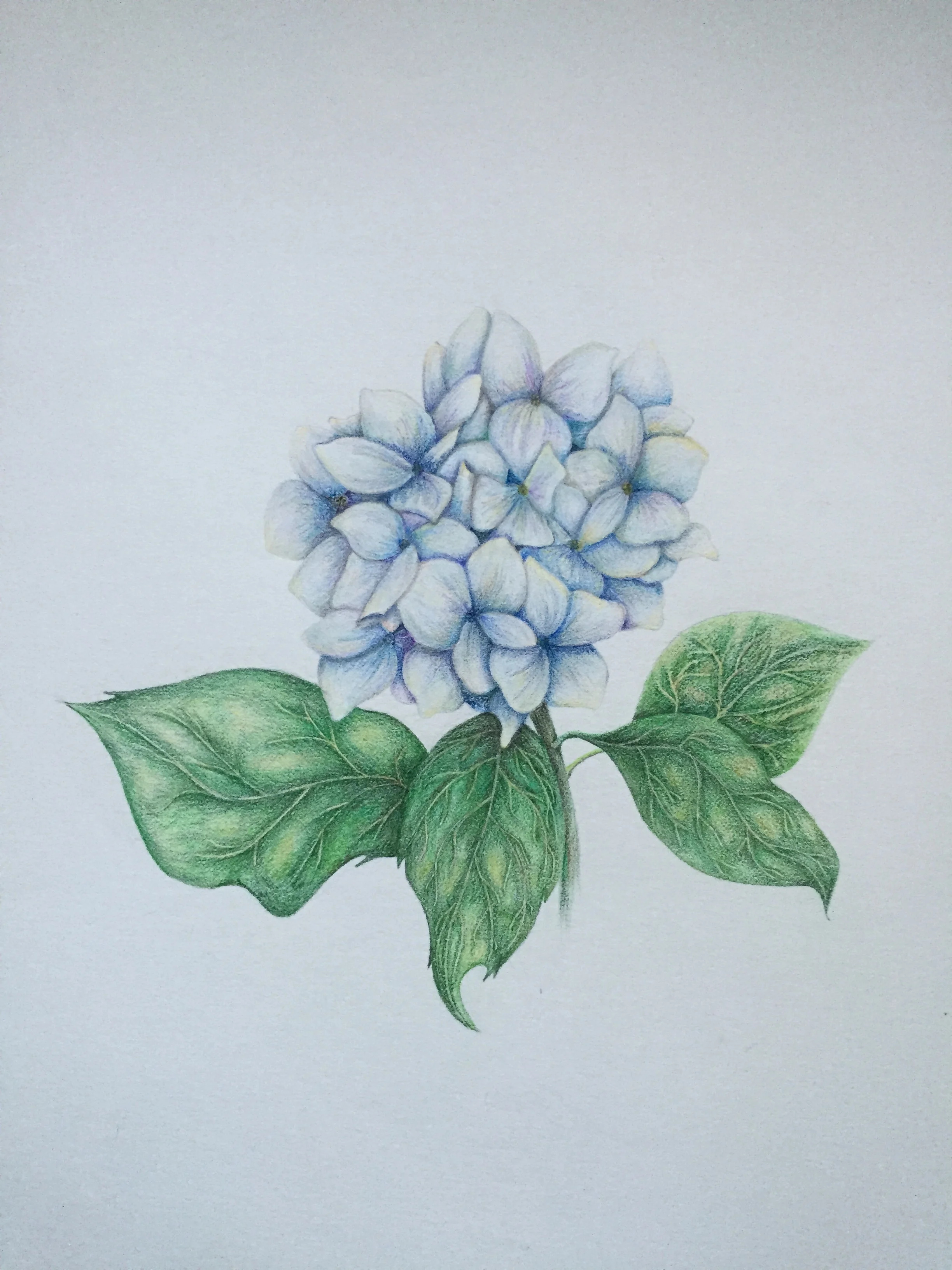Spring Hydrangea