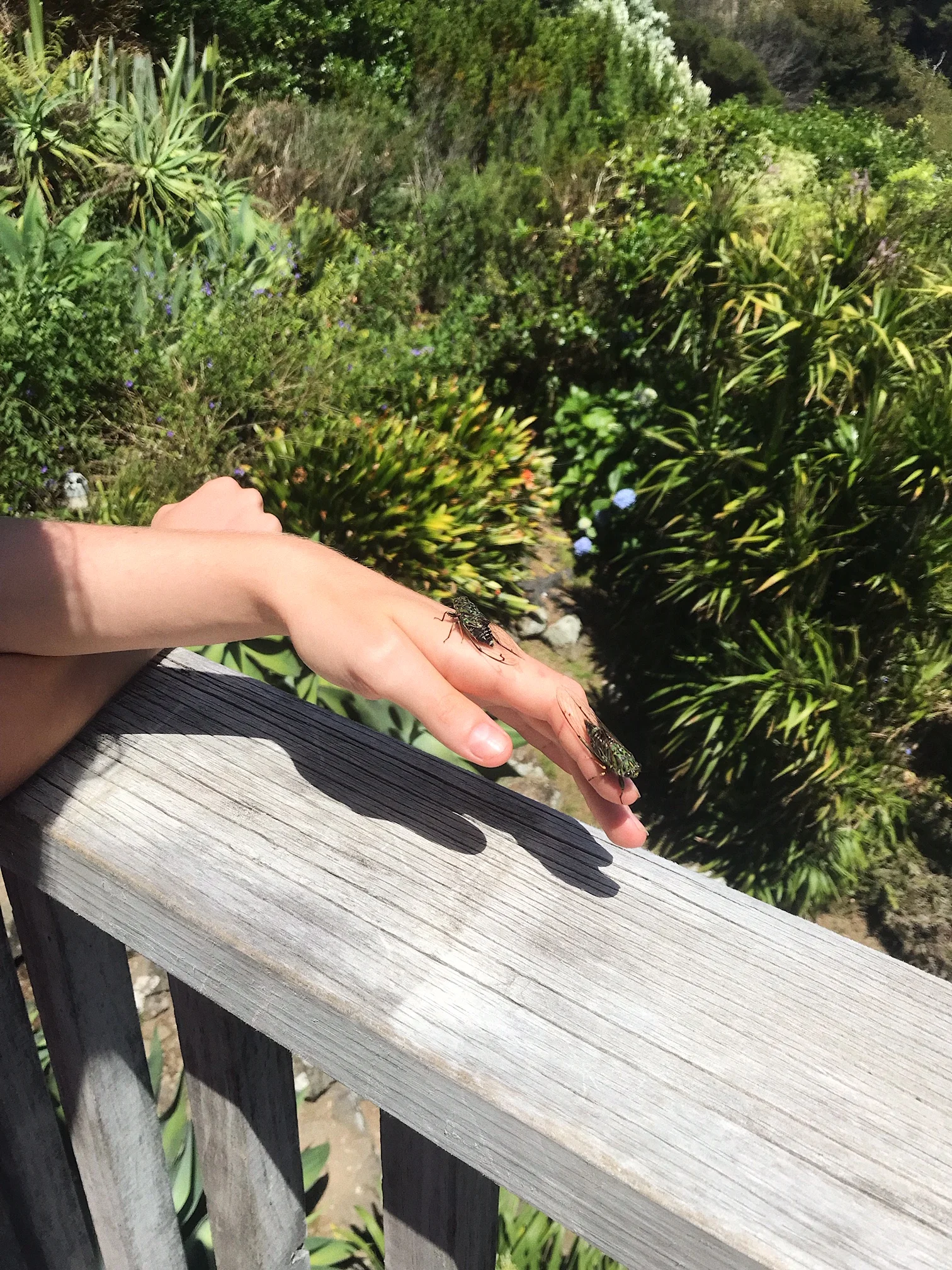 Cicada hand model.
