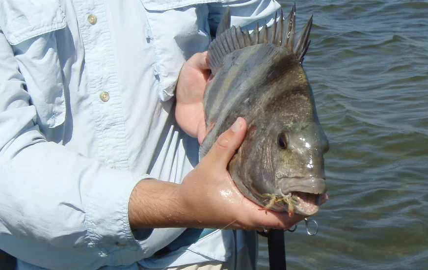 Sheepshead on fly. Sight casting to sheepshead with crab fly.