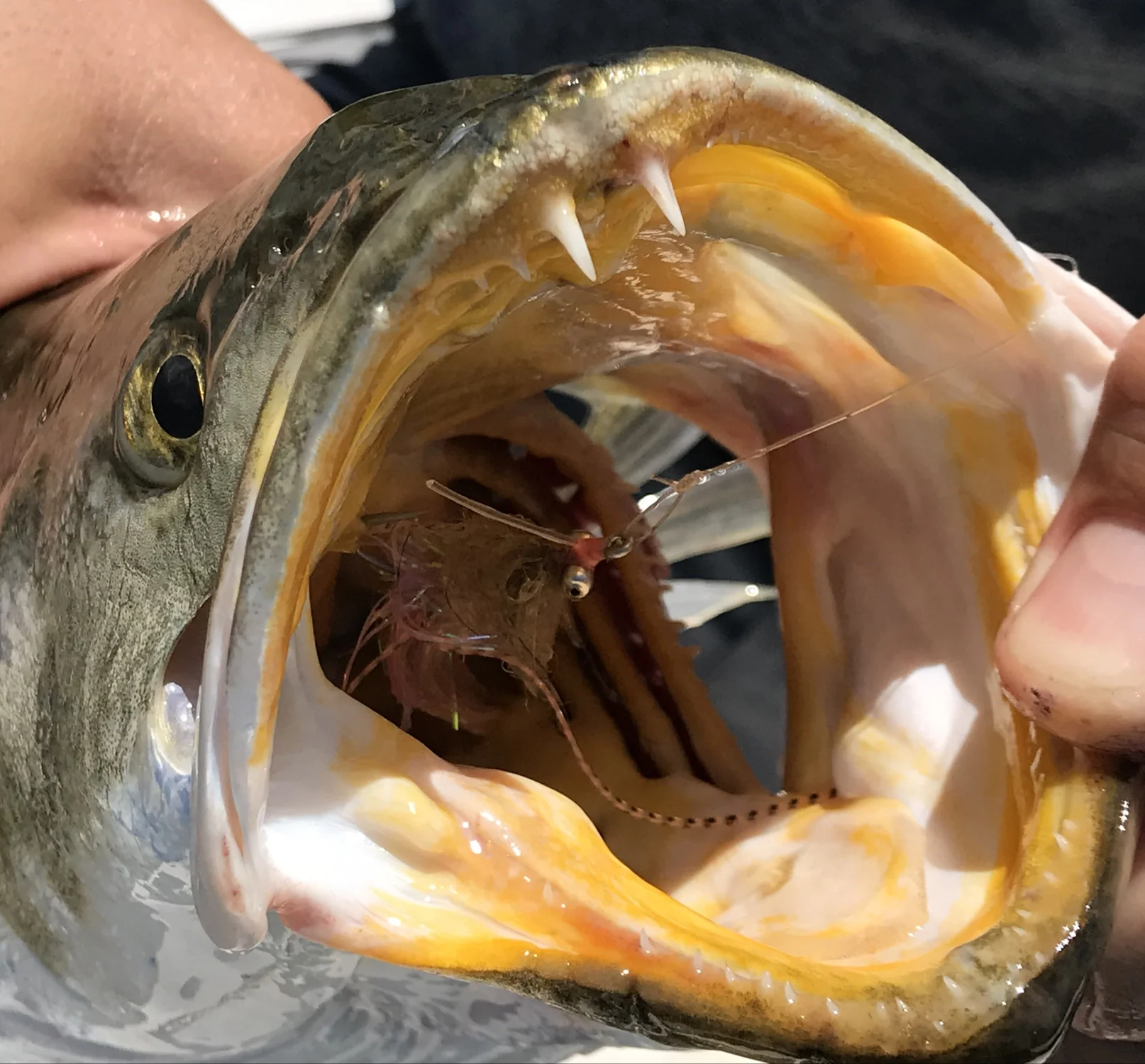 Speckled Trout Fly