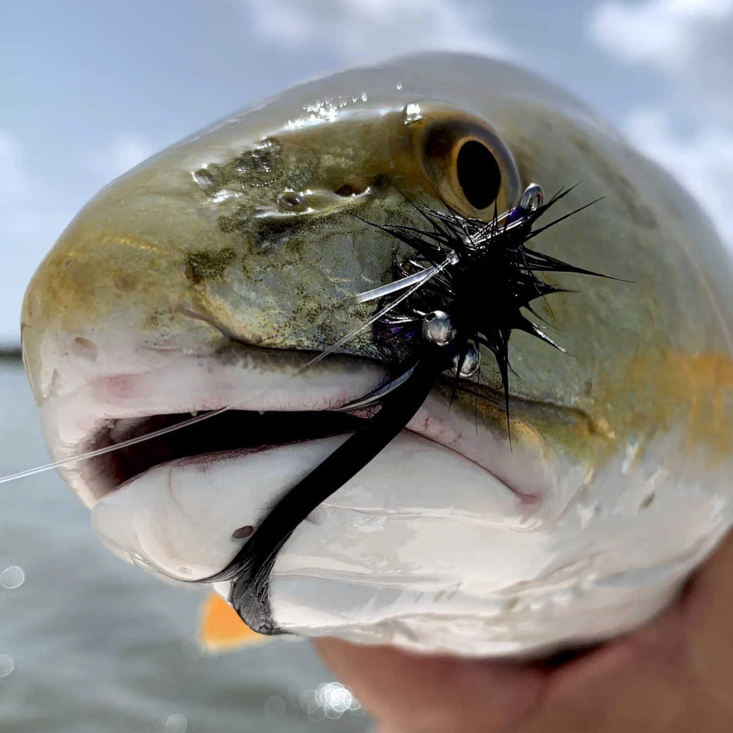 Redfish on Seaducer Fly