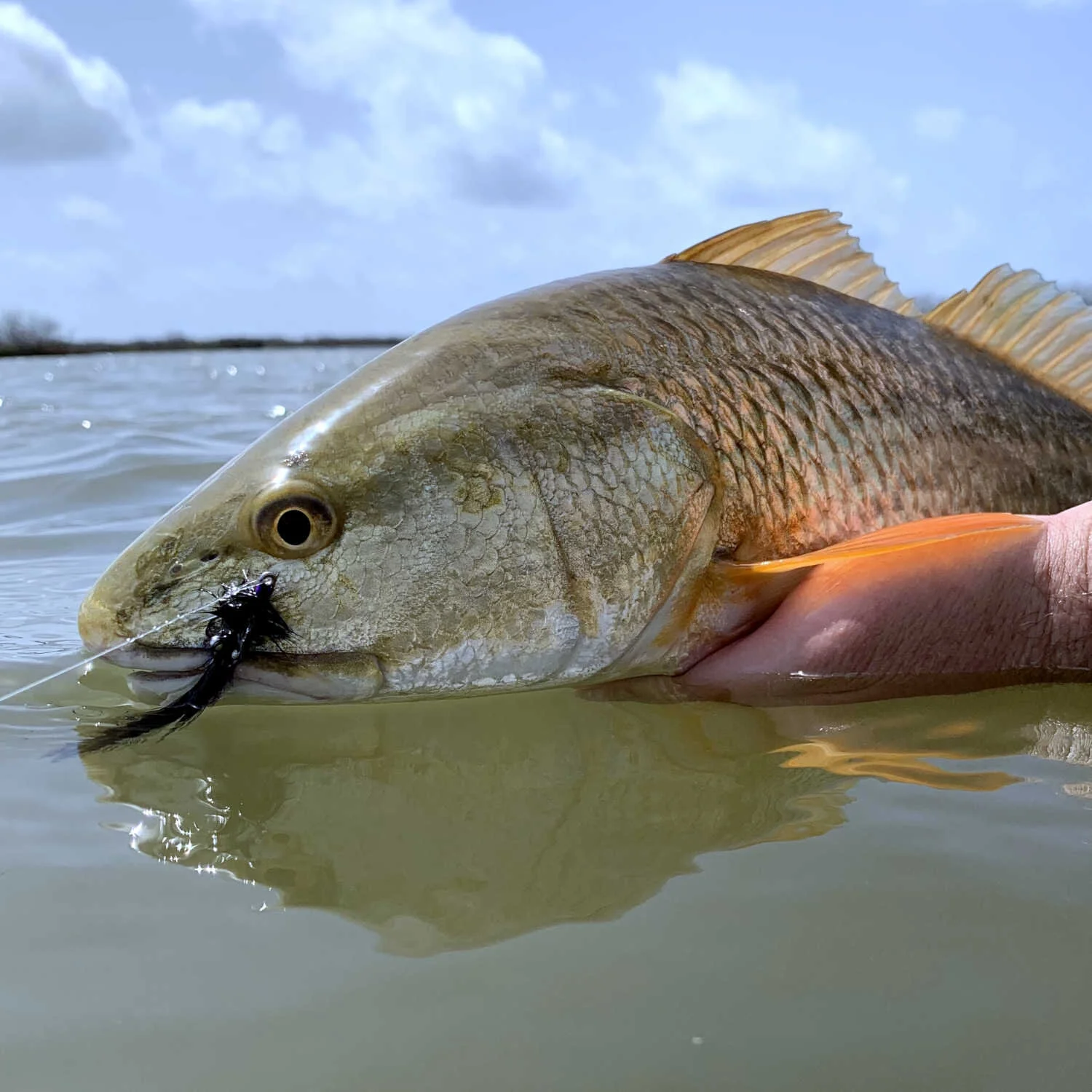 Redfish caught on a Seaducer Fly