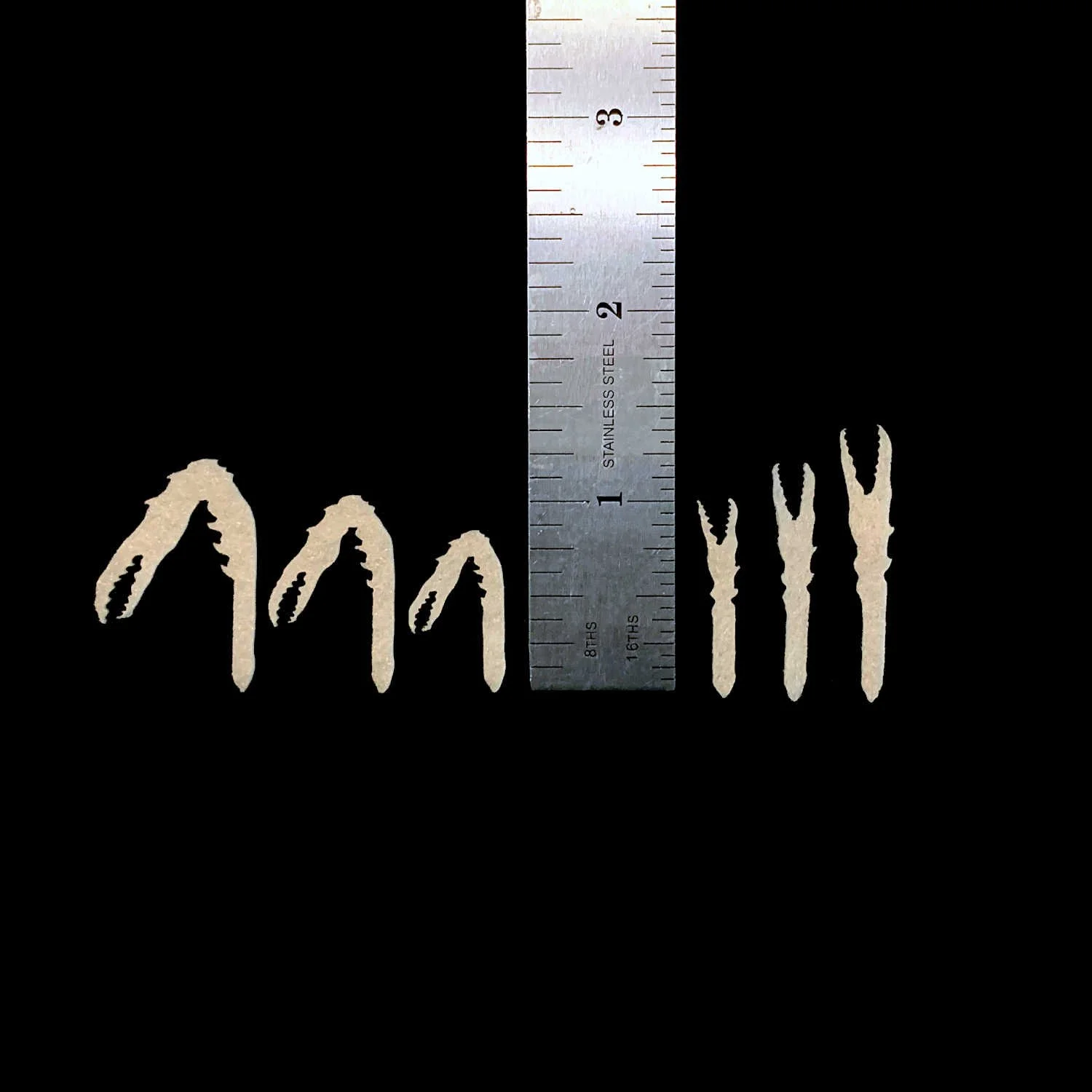 Easy Crab Claws - Group Measurement 1 1500.JPG