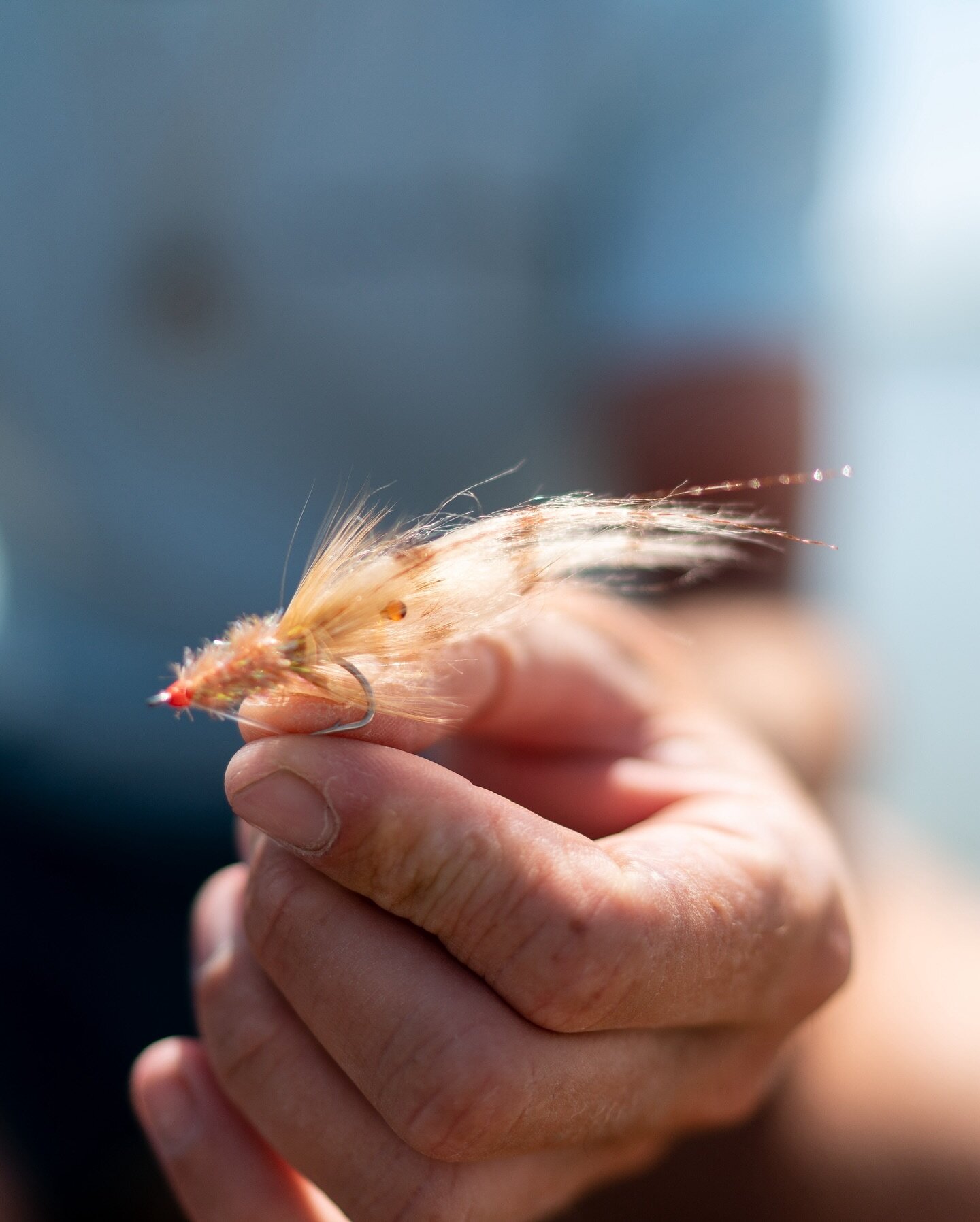 Simplicity shines when the water gets skinny.
#skinnywatershrimp
.
.
#sightcast #sightcasting #sightfishing #shrimpfly #shrimpflies #saltwaterflies #redfishfly #speckledtroutfly #snookfly #saltwaterflyfishing #flyfishingsaltwater #onthefly #flytying 