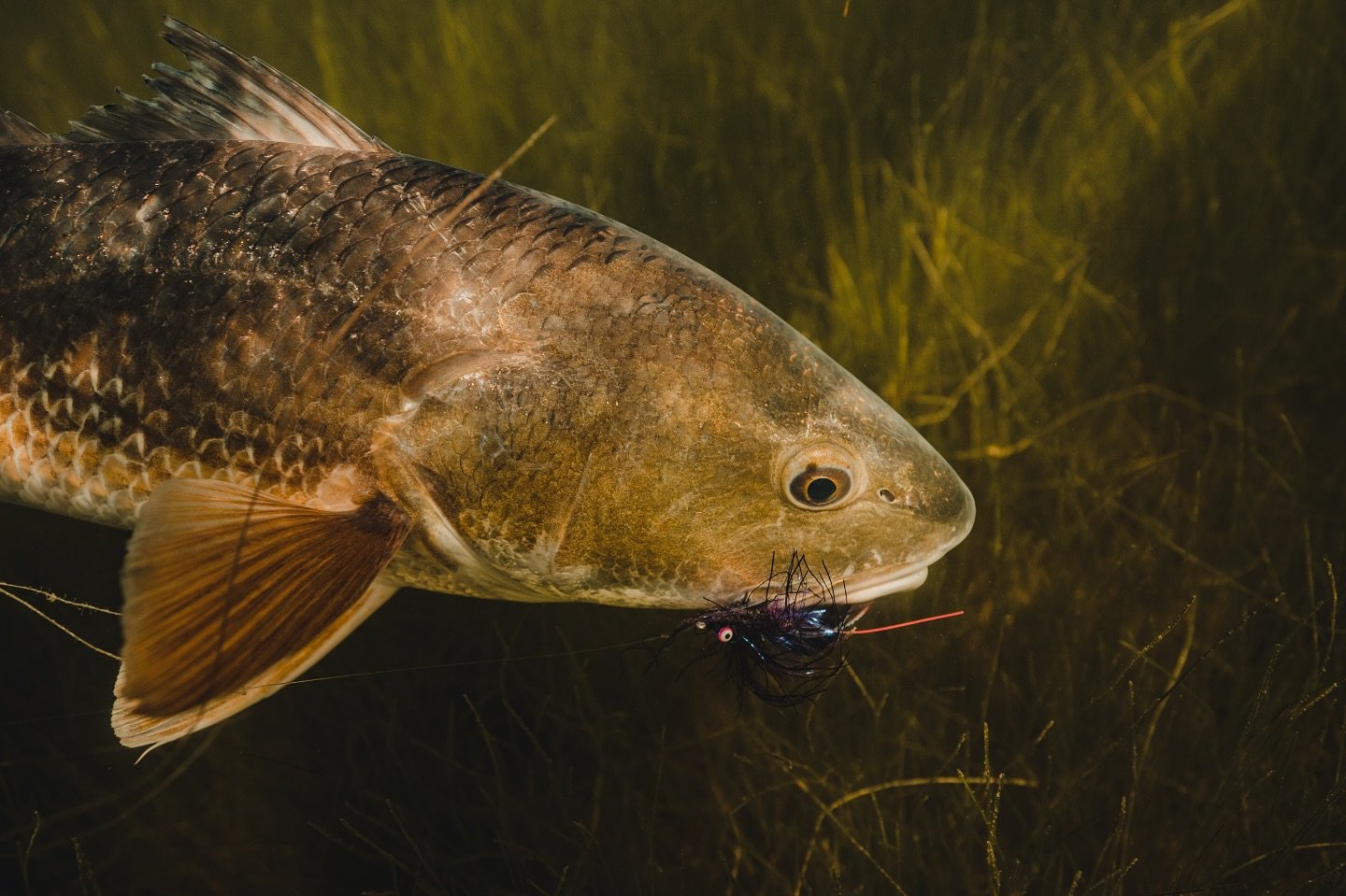 Caught this sneaky Redfish trying to steal my Redfish Cracklin fly!
.
#sightcast #sightcasting #sightcastfishing #redfish #redfishfly #redfishonfly #redfishcracklin #redfishcrack #saltwaterflyfishing #flyfishing #sightfishing #flyfishingsaltwater #fl
